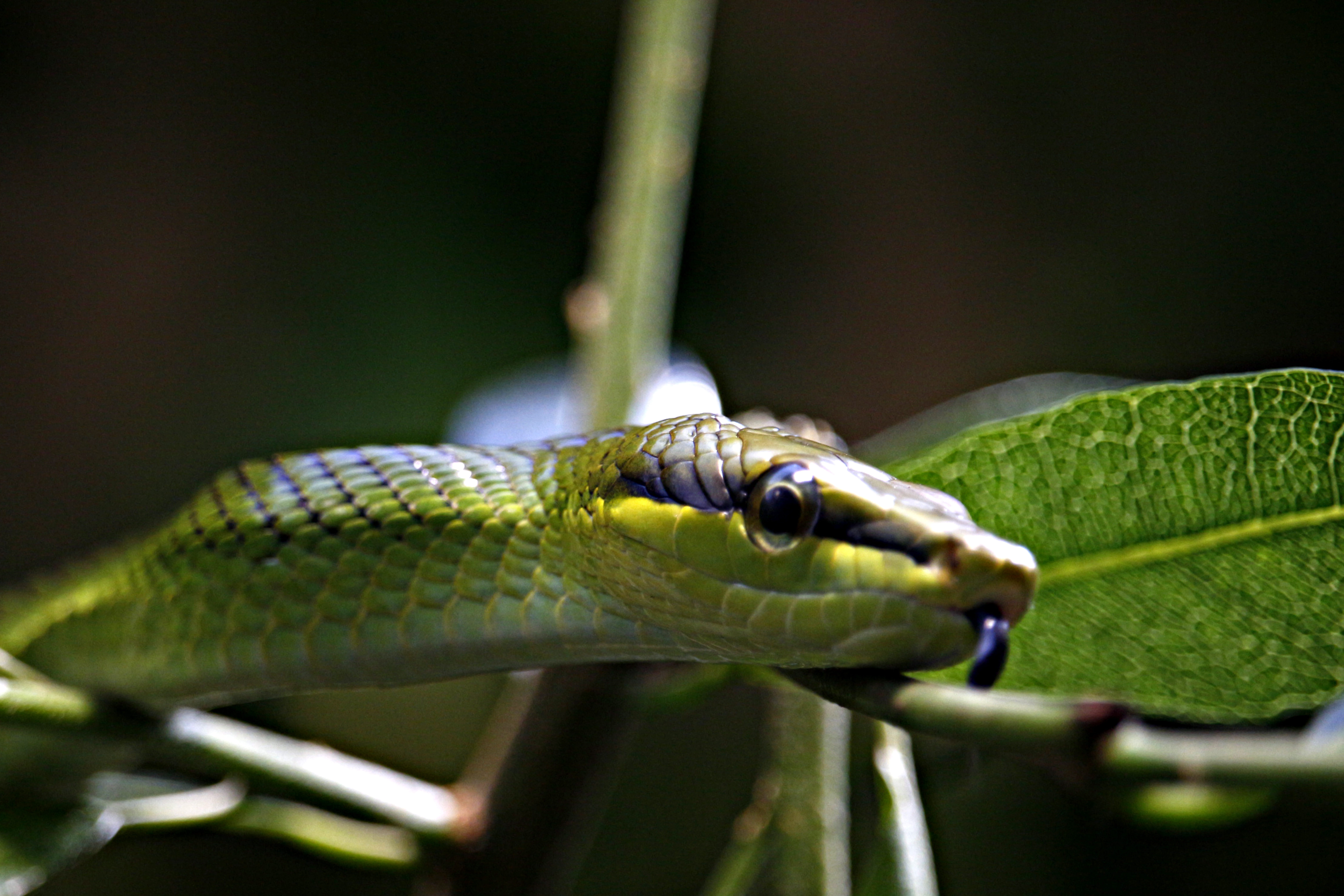 dangerous, close-up, head, poisonous, animal themes, terrarium, exot, fascinating, color game, green tree snake, animal scale, day, 8K, green snake, green color, HD Wallpaper