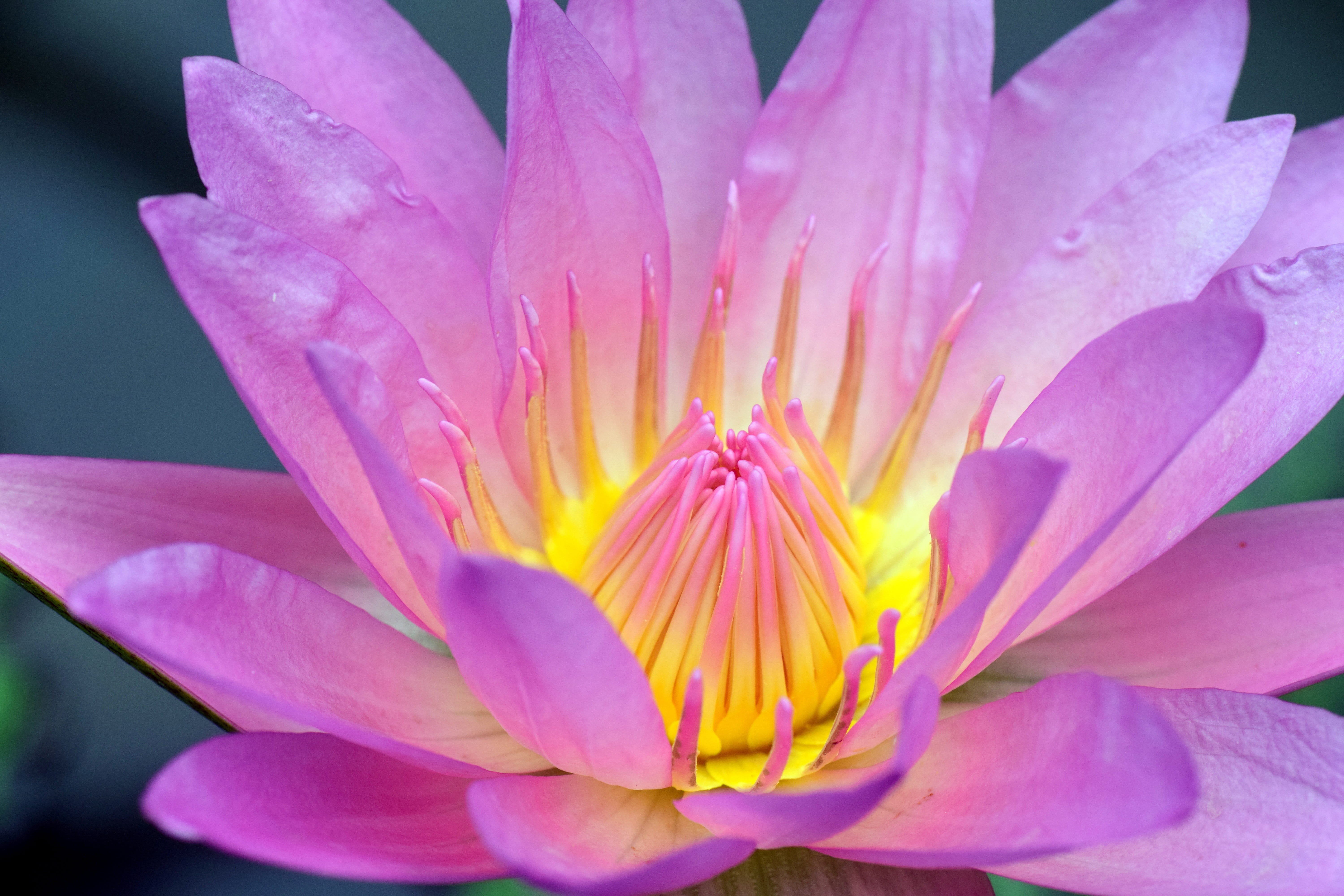 bloom, summer, beautiful, nature, beauty In Nature, flower Head, flower, petal, pond, focus on foreground, flowers, macro, lotus Water Lily, no people, HD Wallpaper