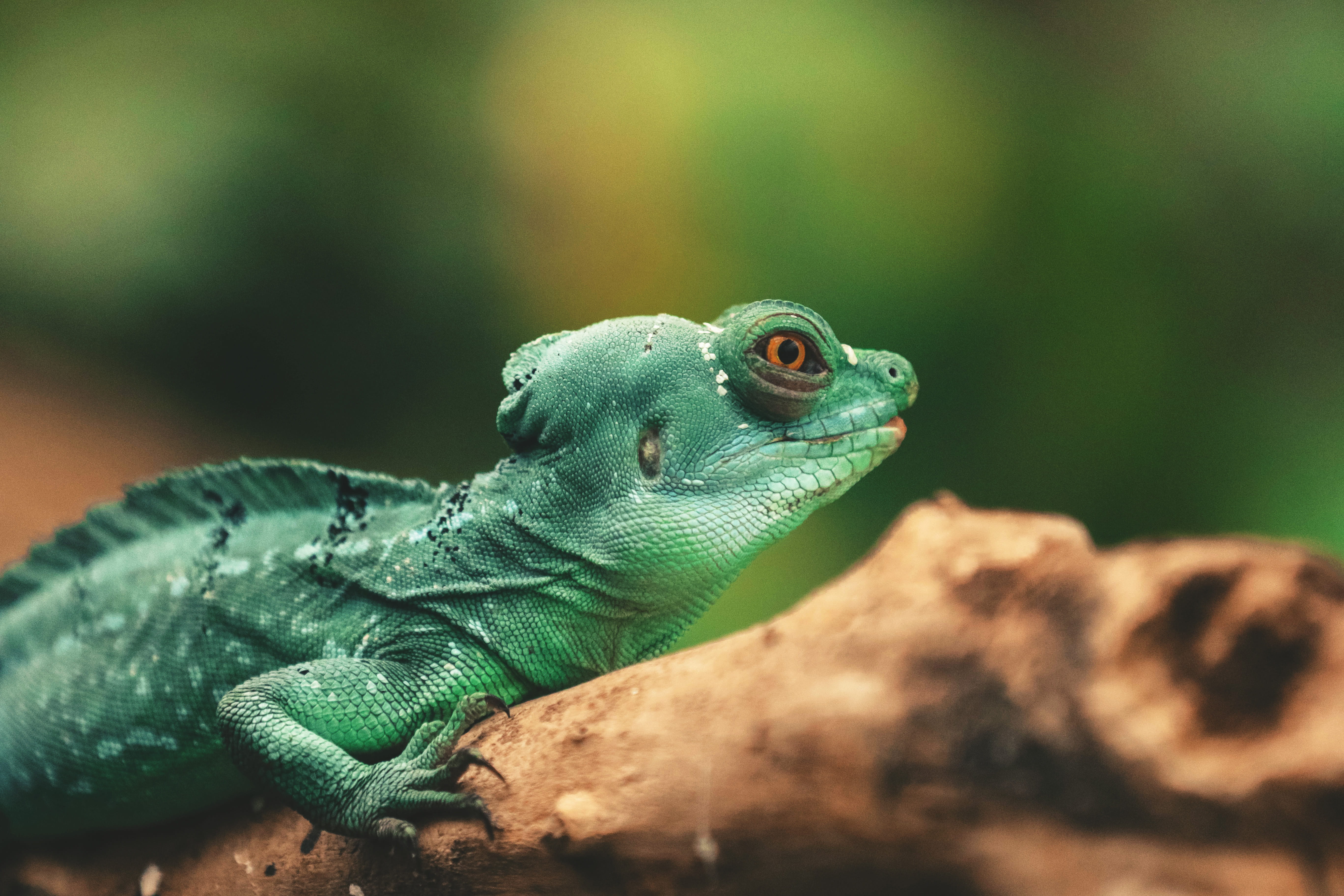 animal themes, reptiles, looking, 5K, animal eye, outdoors, vertebrate, day, nature, close-up, animal head, animals in the wild, chameleon, one animal, HD Wallpaper