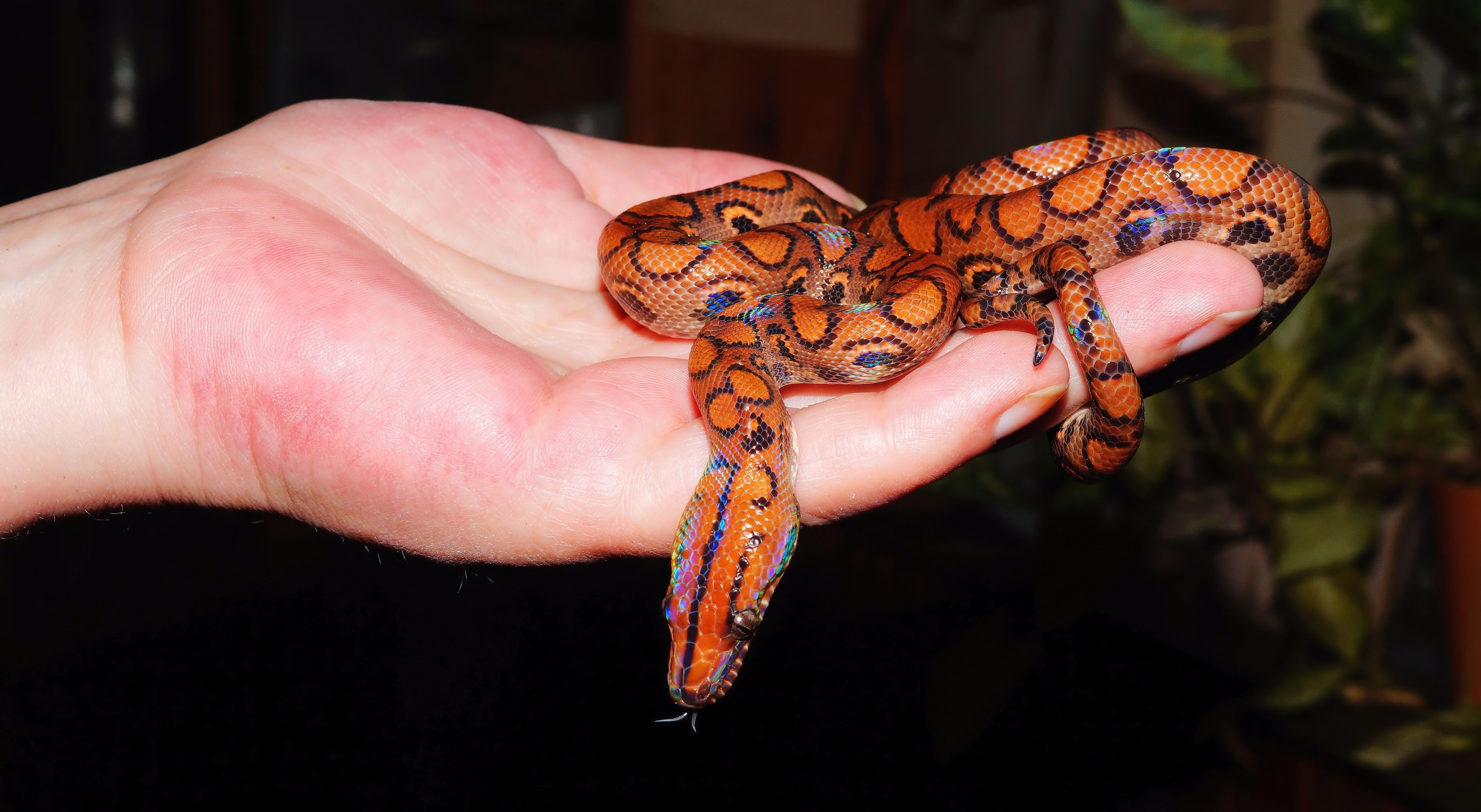 indoors, tattoo, one animal, security, rainbow boa, animal wildlife, beautiful, close-up, one person, snake, vertebrate, hand, animal, black background, HD Wallpaper