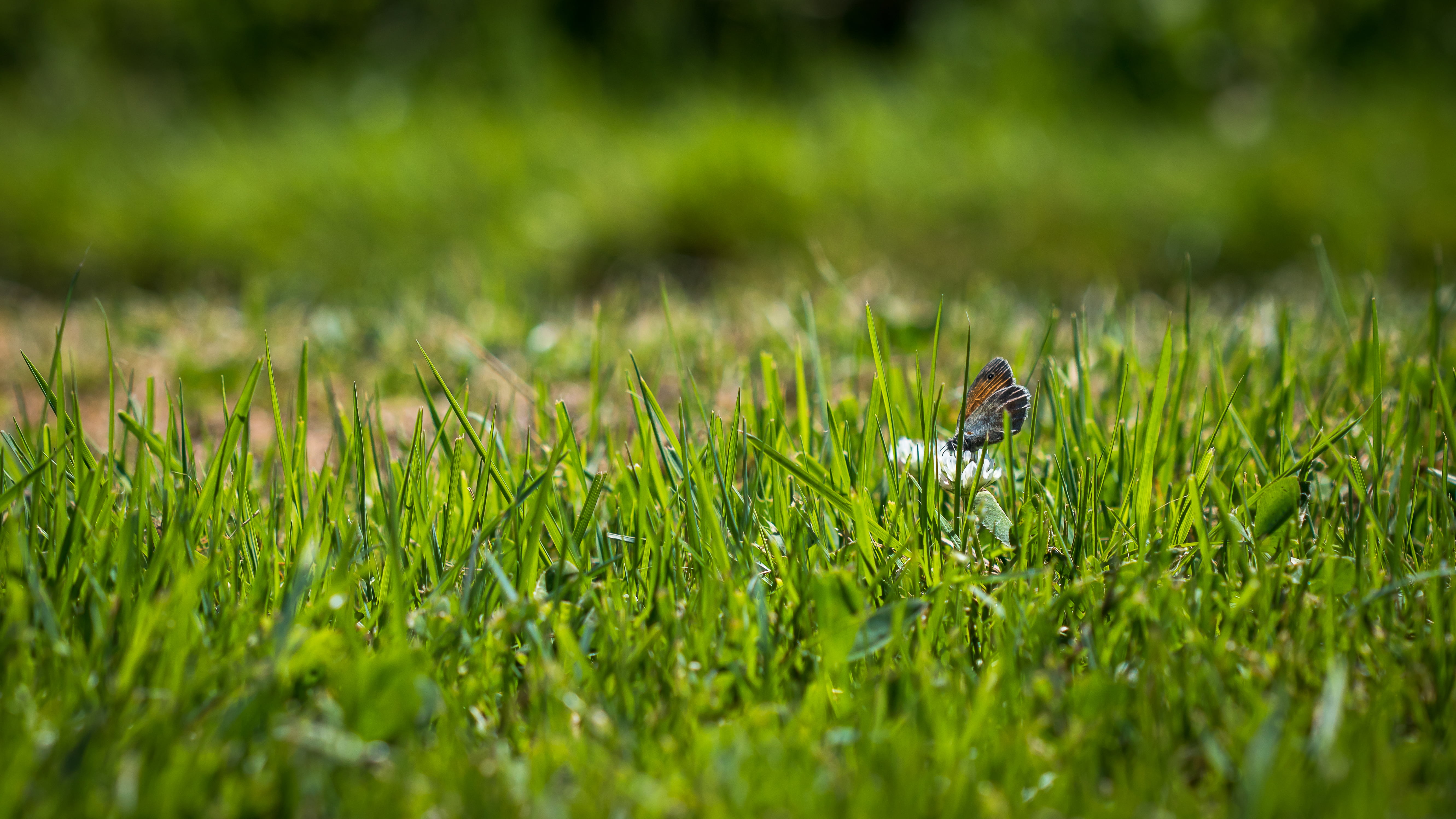 meadow, DOF, close-up, Depth of field, macro, outdoors, butterfly, grass, green Color, daytime, green, insect, PDC, plant, papillon, wildlife, summer, nature, HD Wallpaper