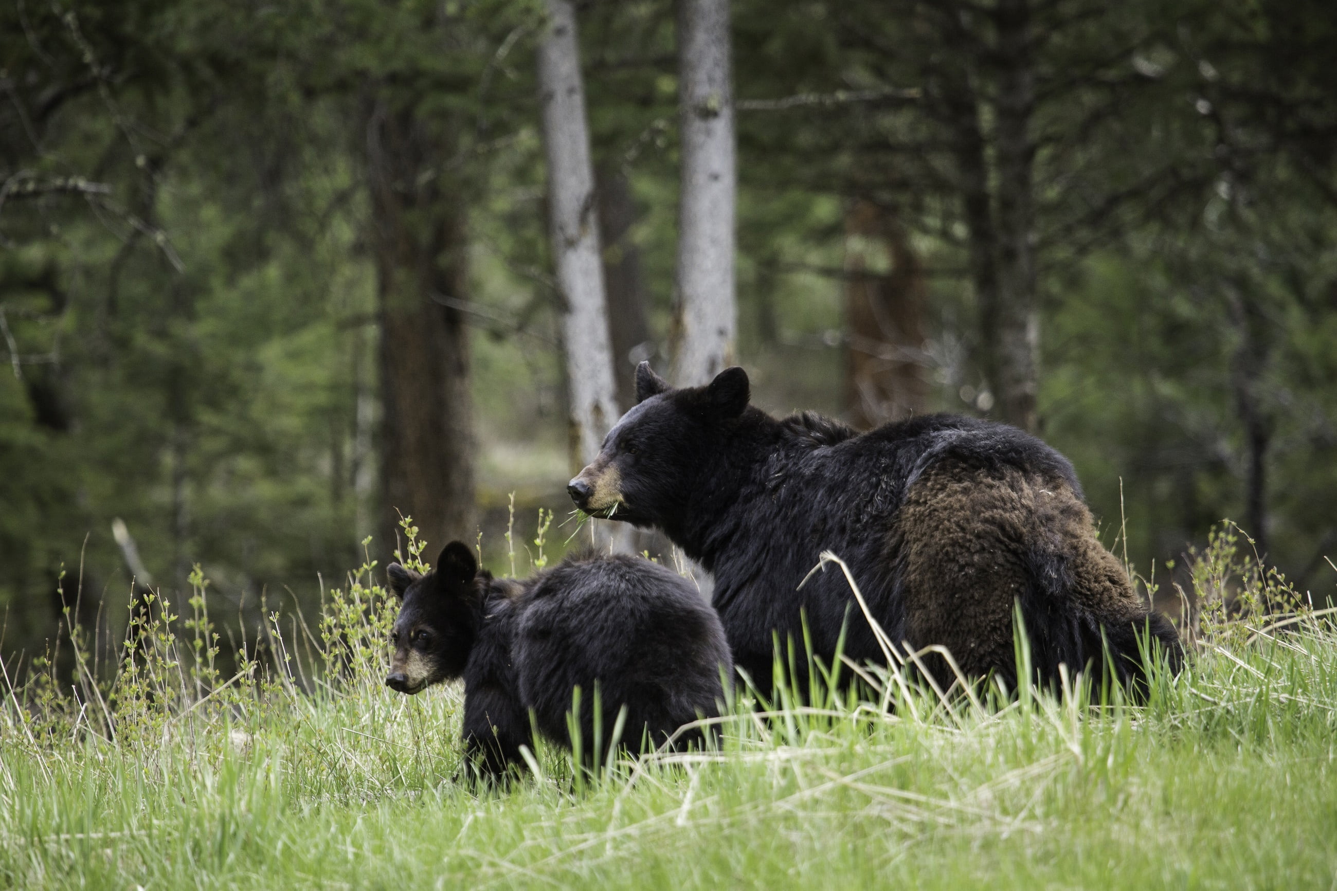 group of animals, fur, wyoming, portraits, outdoors, habitat, black, animal, lying, bear, animals in the wild, mammal, cub, wilderness, animal themes, usa, HD Wallpaper