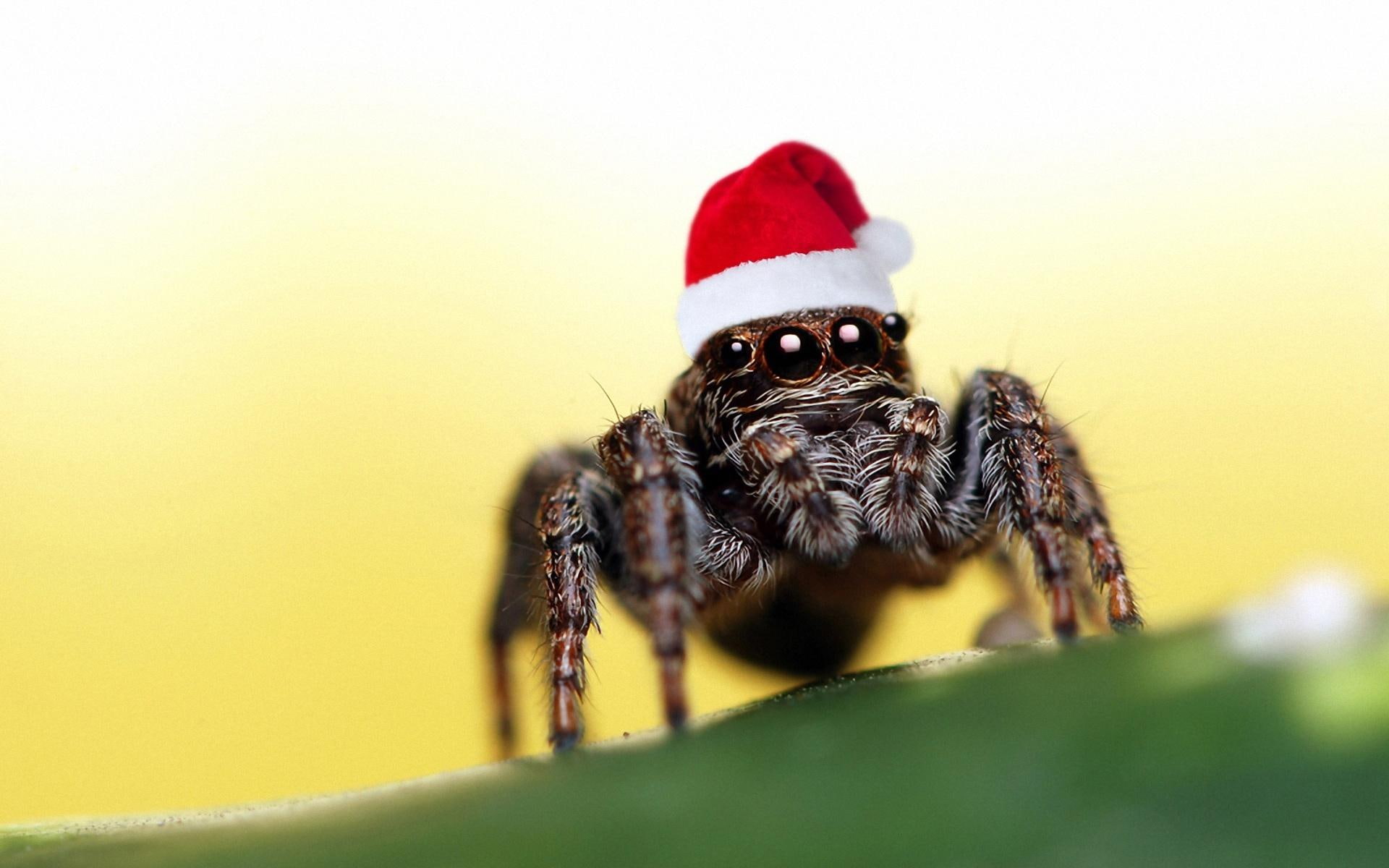 beautiful, funny, 1080P, spider, cool, animals, picture, santa, HD Wallpaper