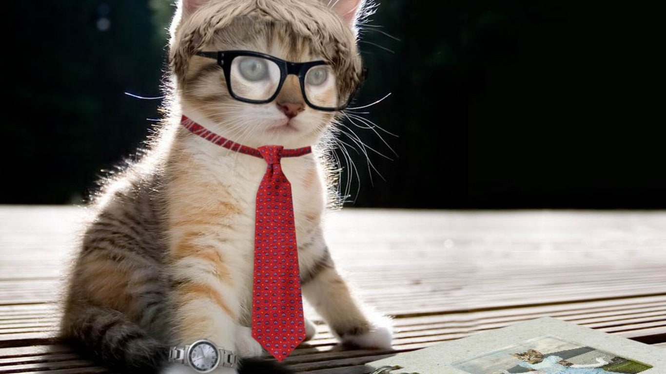 cat, cool, 720P, funny, animal, HD Wallpaper