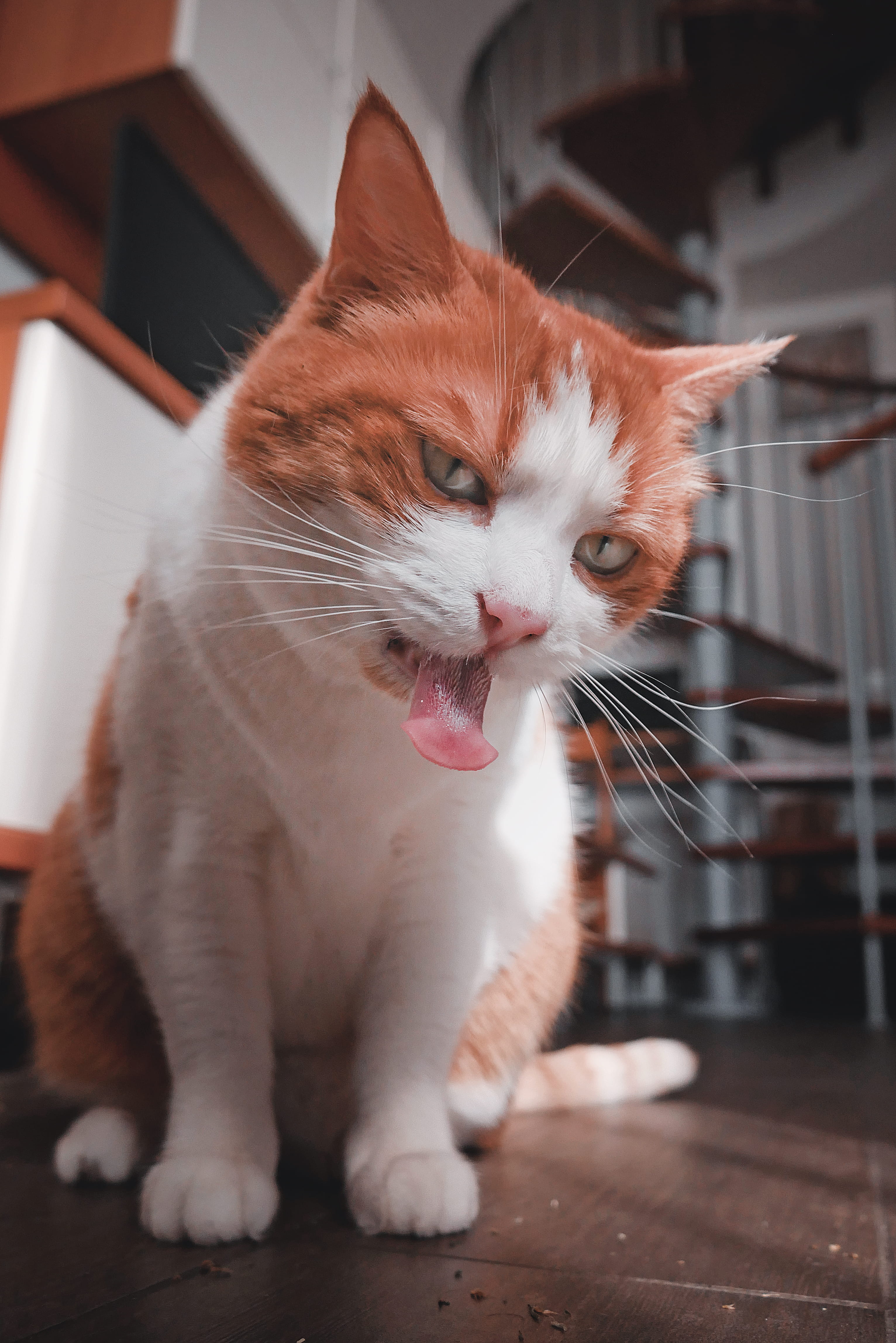 one animal, 4K, pet, light, lumixg7, relaxation, kitty, cool, epic, indoors, home, domestic, panasonic, cat, funny, mouth open, looking, close-up, cats, Phone HD Wallpaper