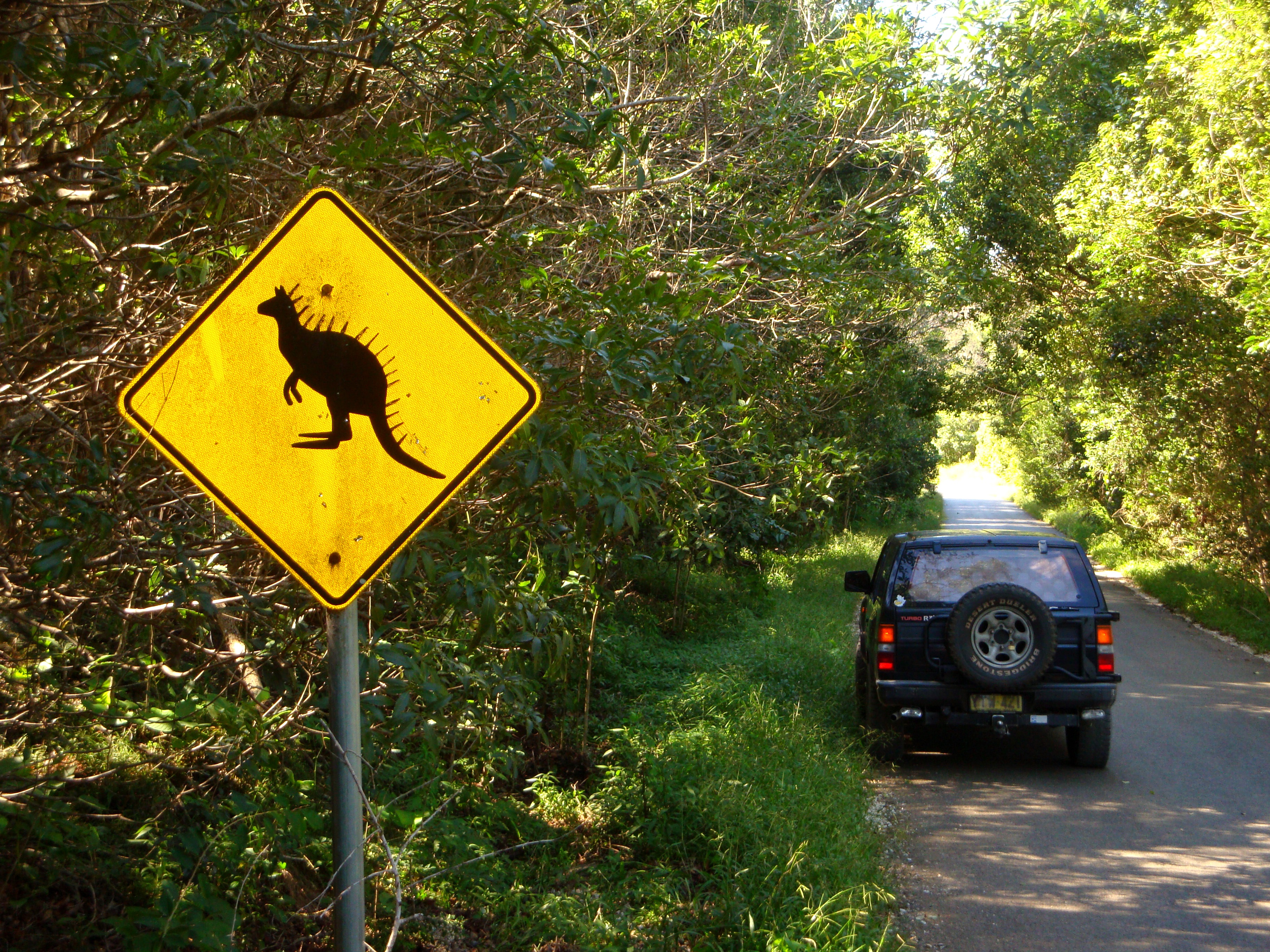 trees, plant, offroad, jeep, growth, all wheel drive, road, dinosaur, laugh, fun, dangerous, day, warning sign, jurassic park, funny, mode of transportation, HD Wallpaper