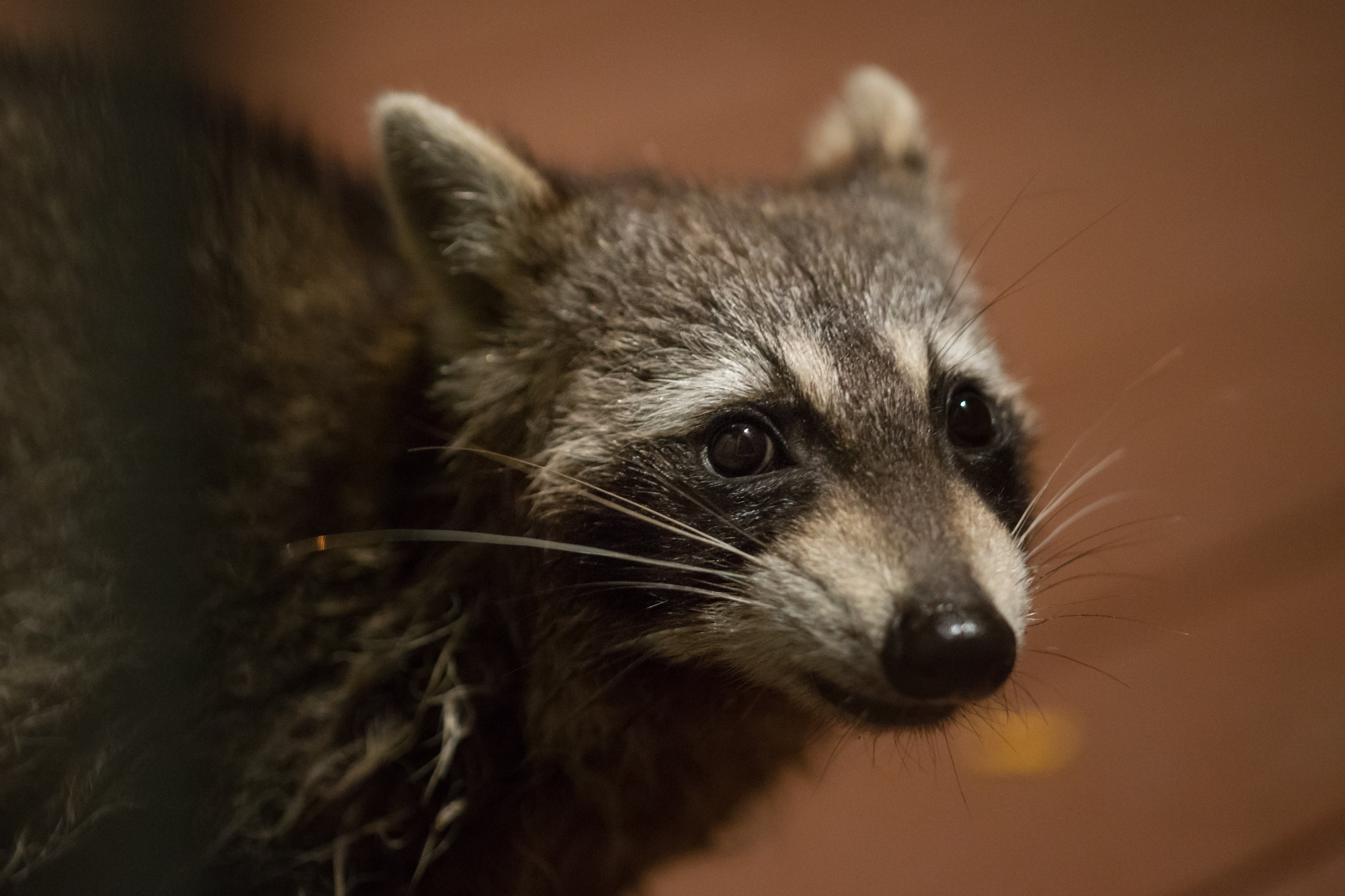 nature, mammal, no people, one animal, animals in the wild, wild, cool, hair, snout, whisker, animal wildlife, funny, cute, 4K, focus on foreground, indoors, HD Wallpaper