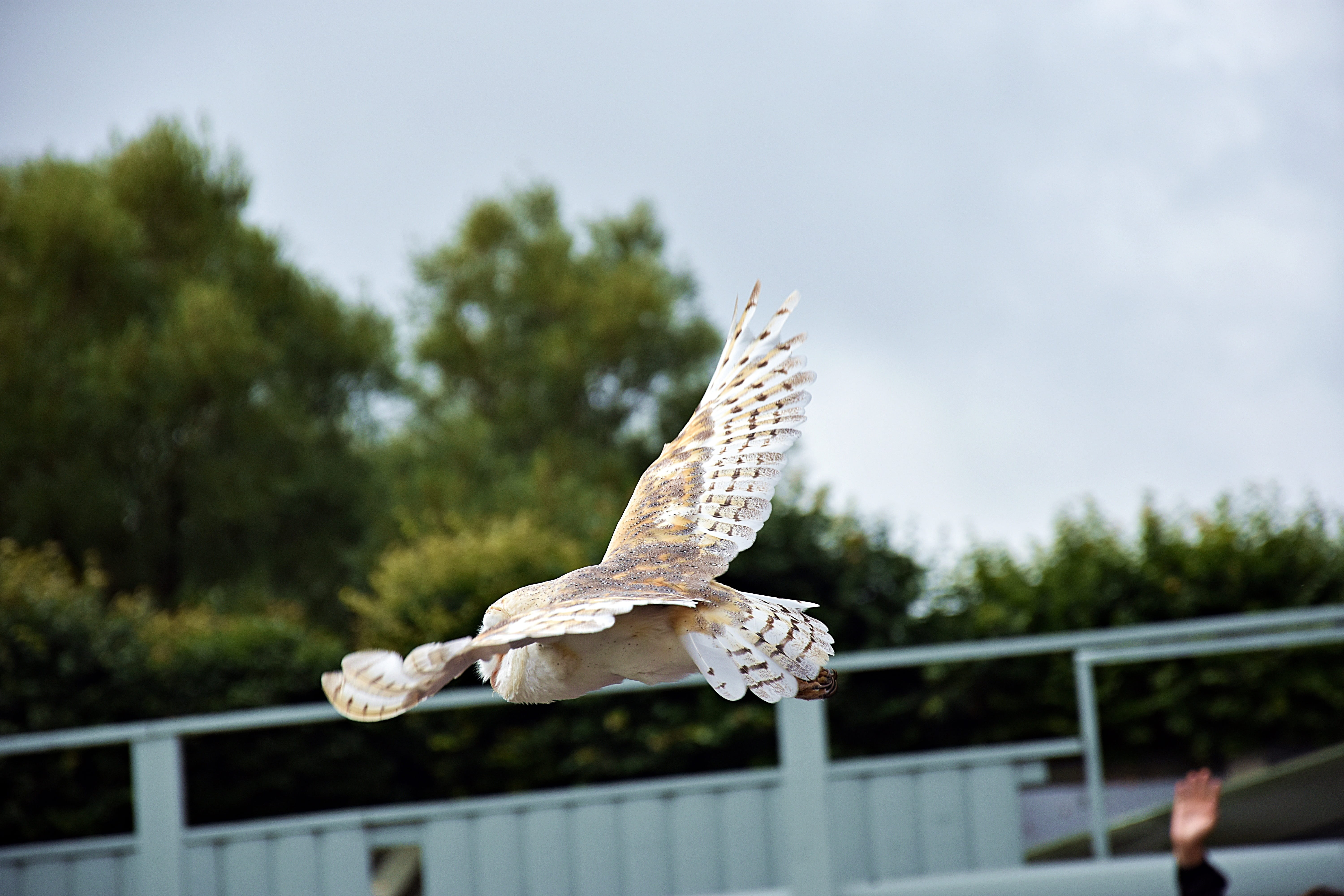 plant, no people, vertebrate, spread wings, nature, eagle, colorful, eagle owl, outdoors, focus on foreground, animal wildlife, sky, animal themes, motion, HD Wallpaper