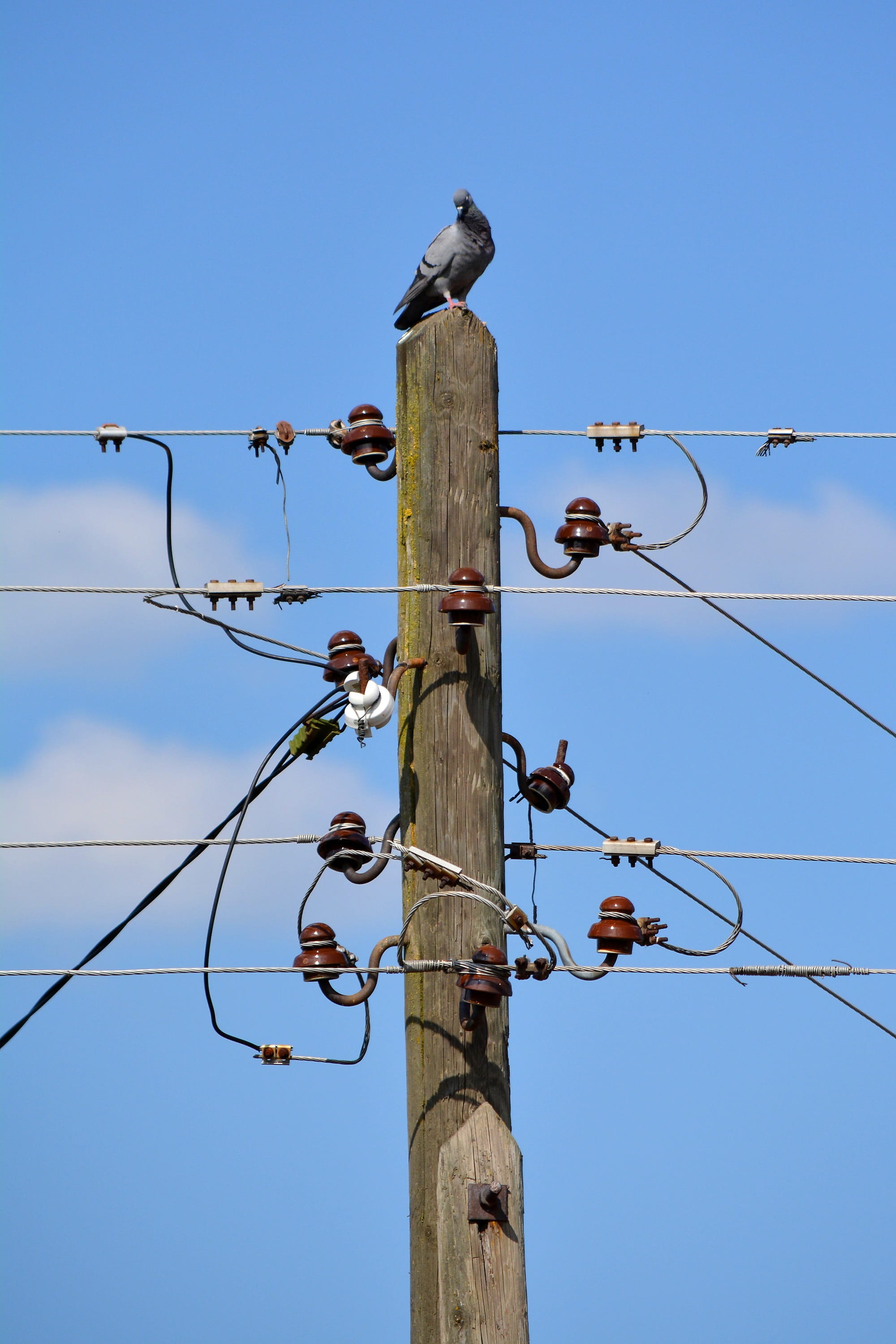funny, animal wildlife, group of animals, vertebrate, animal, wire, telephone line, perching, flock of birds, animals in the wild, bird, cable, low angle view, Phone HD Wallpaper