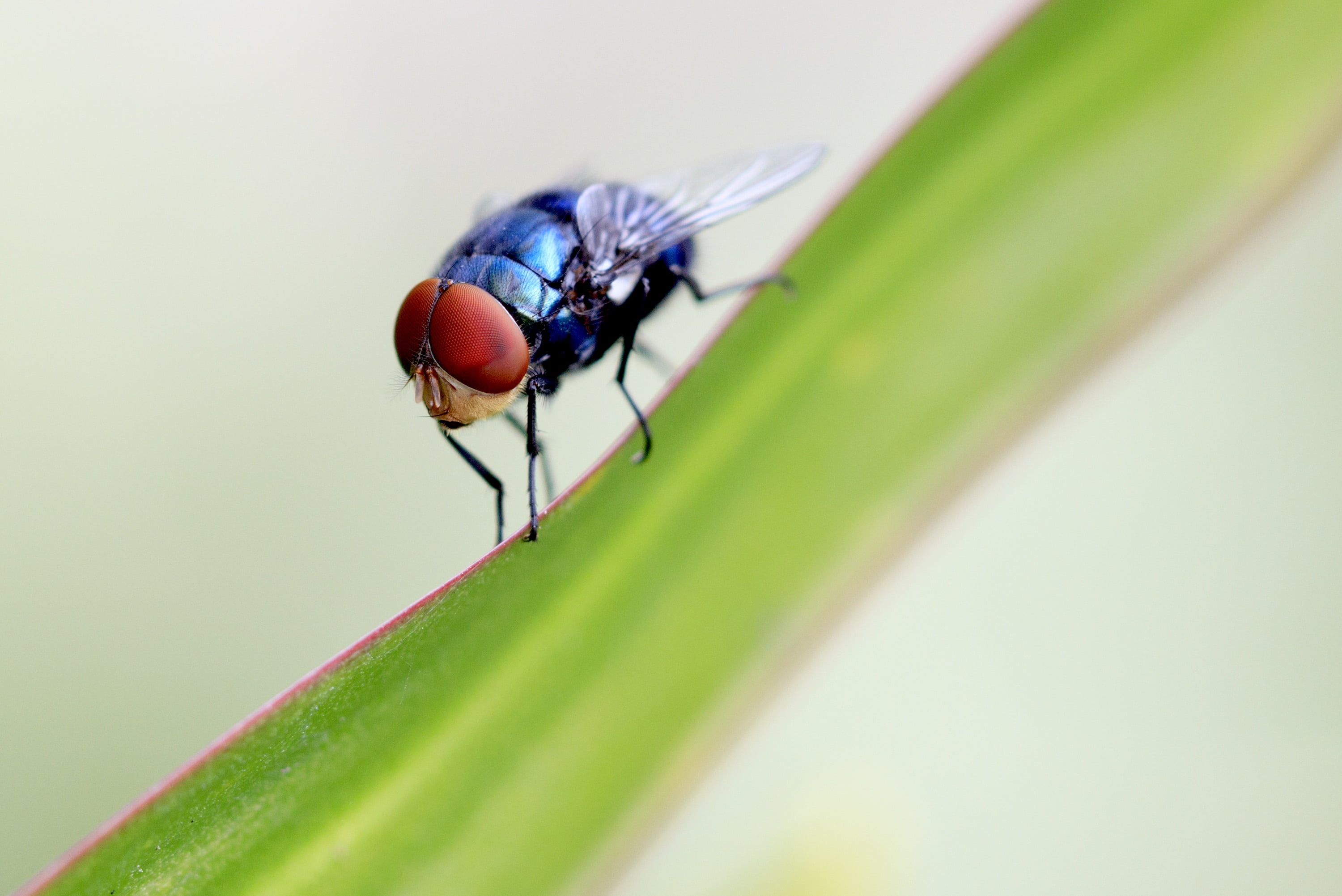 black, red, plant, grass, color, vibrant, closeup, beauty, animals in the wild, blue, ugly, up, portrait, 2K, animal eye, close, eye, nature, spring, zoology, HD Wallpaper