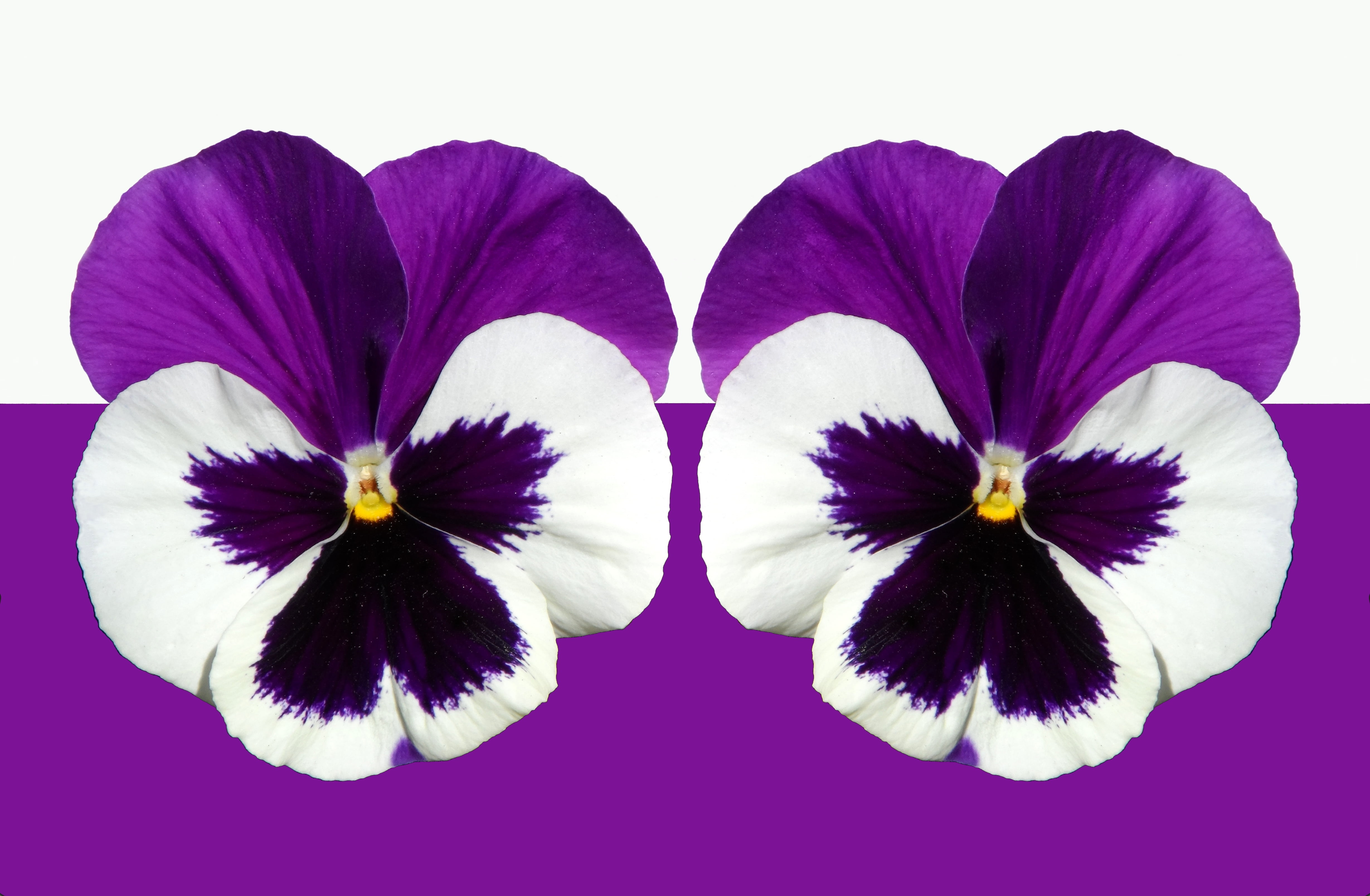 gaudy, flower head, viola, graphically, layout, scheckig, pop, decor, strong, pistil, stamp, nature, colorful, sprout, studio shot, spring, inflorescence, HD Wallpaper