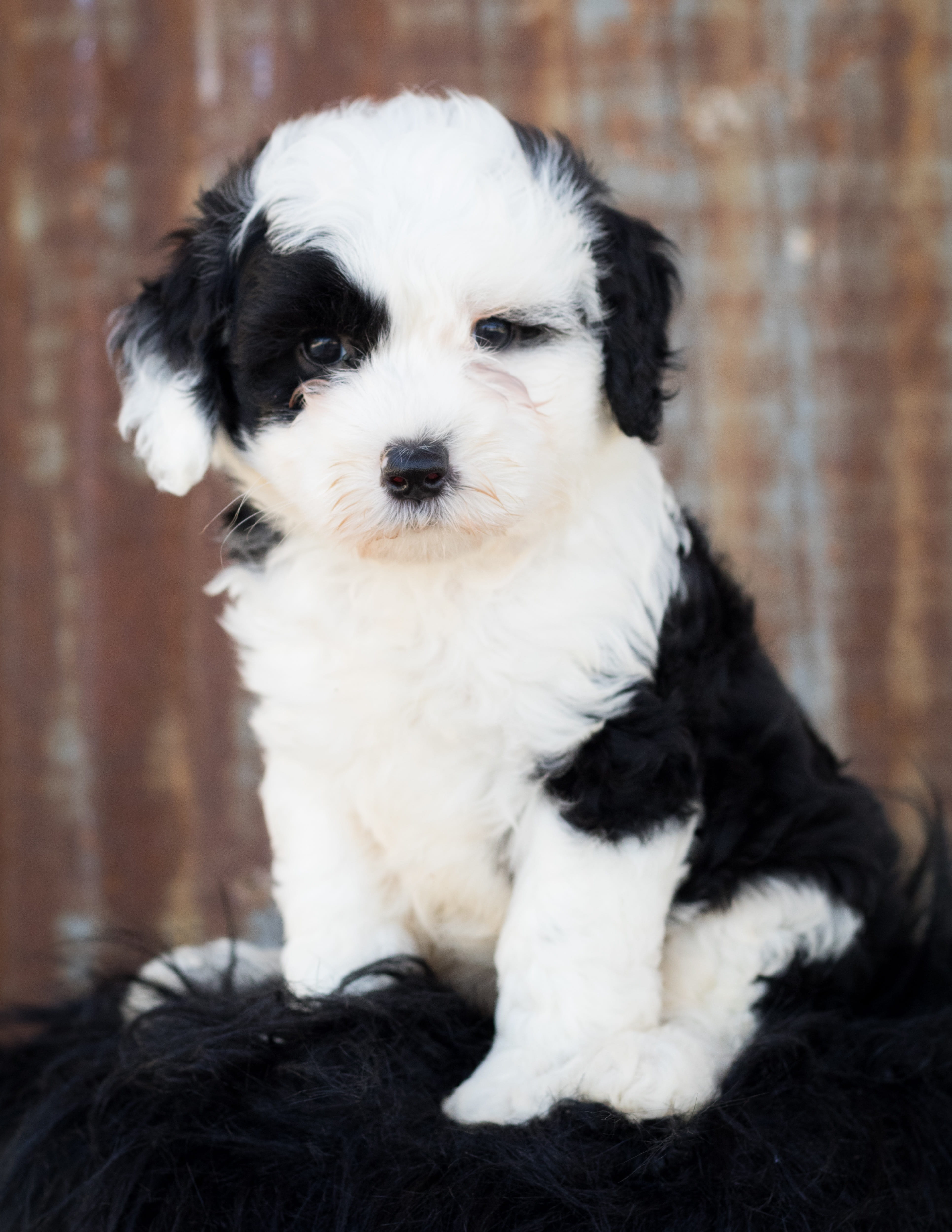 animal themes, doodle, doggy, young animal, white color, canine, vertebrate, looking at camera, focus on foreground, domestic, cute animal, portrait, animal, Phone HD Wallpaper
