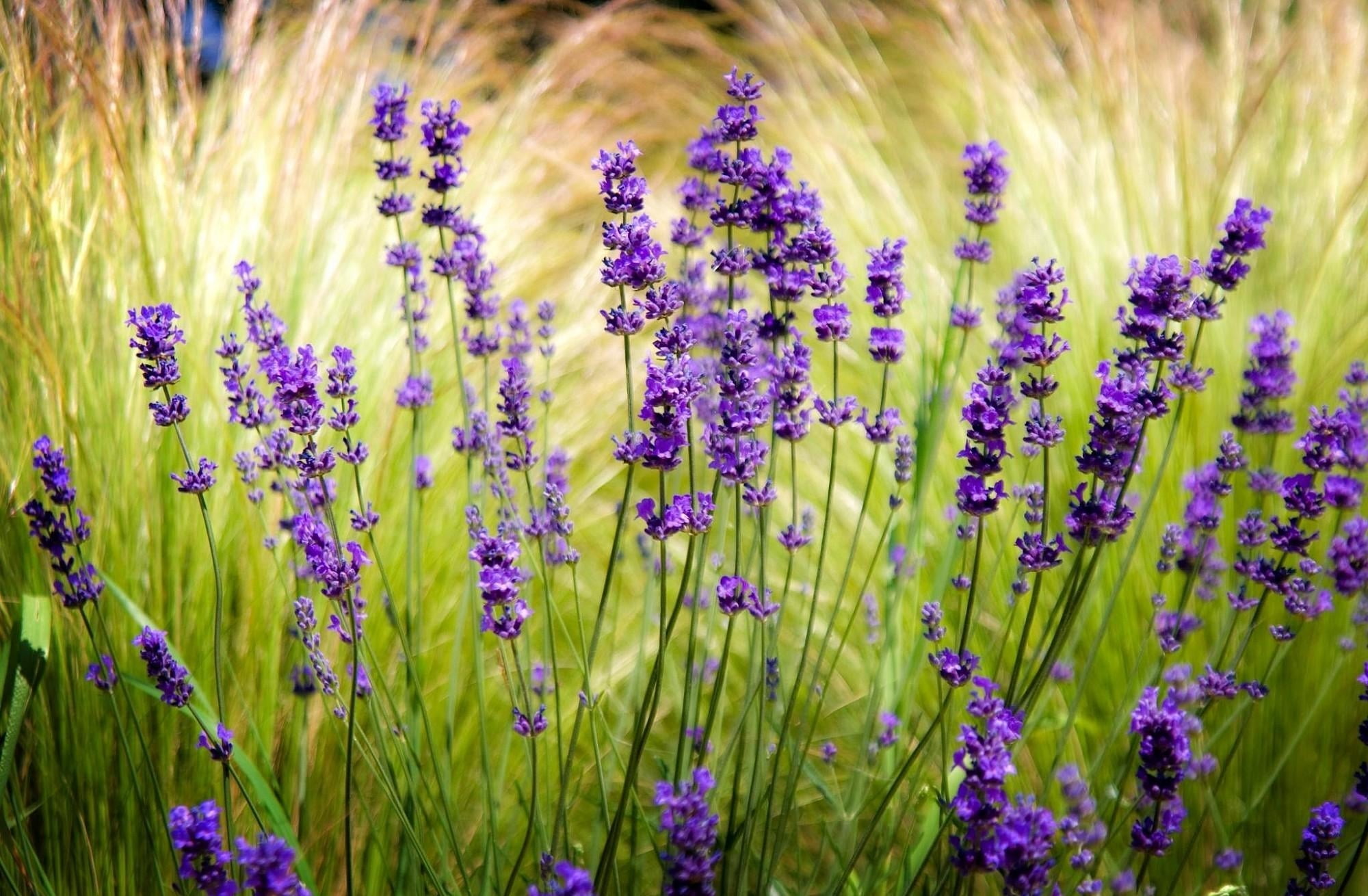 rural Scene, growth, beauty In Nature, summer, meadow, botany, purple, uncultivated, macro, multi Colored, no People, 1080P, day, plants, nature, springtime, HD Wallpaper