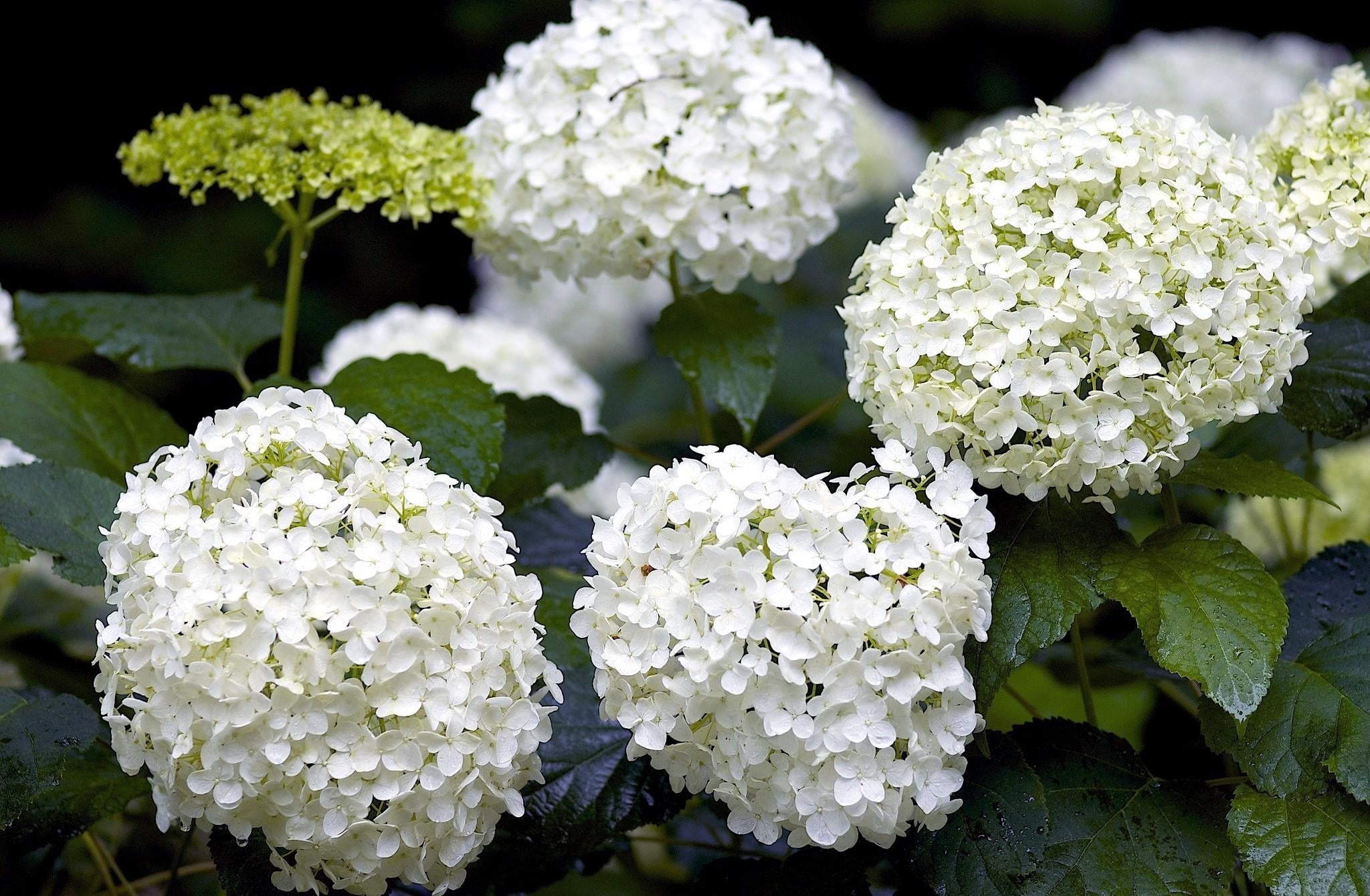 growth, white color, outdoors, vulnerability, petal, leaf, summer, no People, branch, hydrangea, purple, bunch of flowers, backgrounds, flower Head, focus on foreground, HD Wallpaper