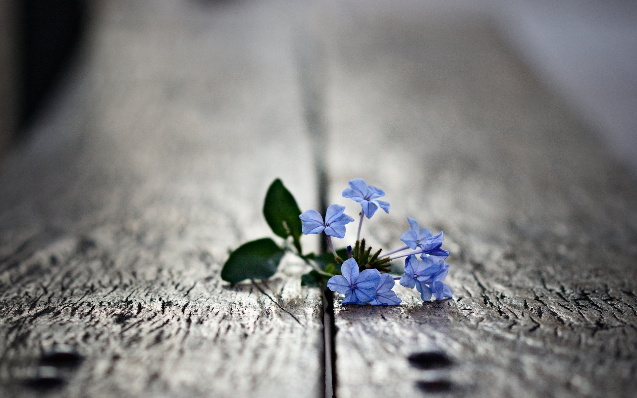wood, sharpening, 2K, board, lies, flower, HD Wallpaper