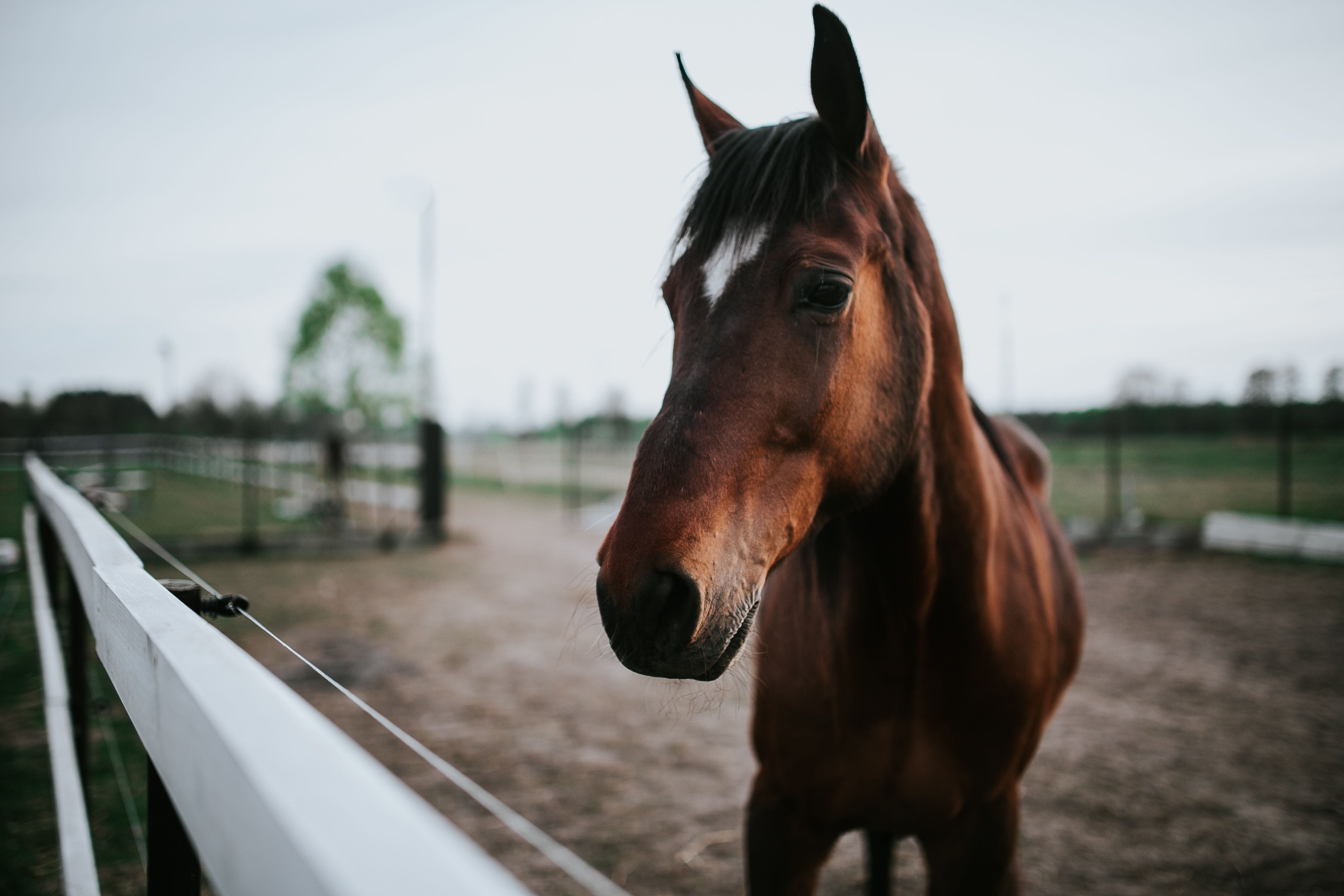 farm, herbivorous, mane, animal wildlife, outdoors, livestock, brown, vertebrate, Portrait, field, animal themes, 4K, domestic, thoroughbred Horse, standing, HD Wallpaper