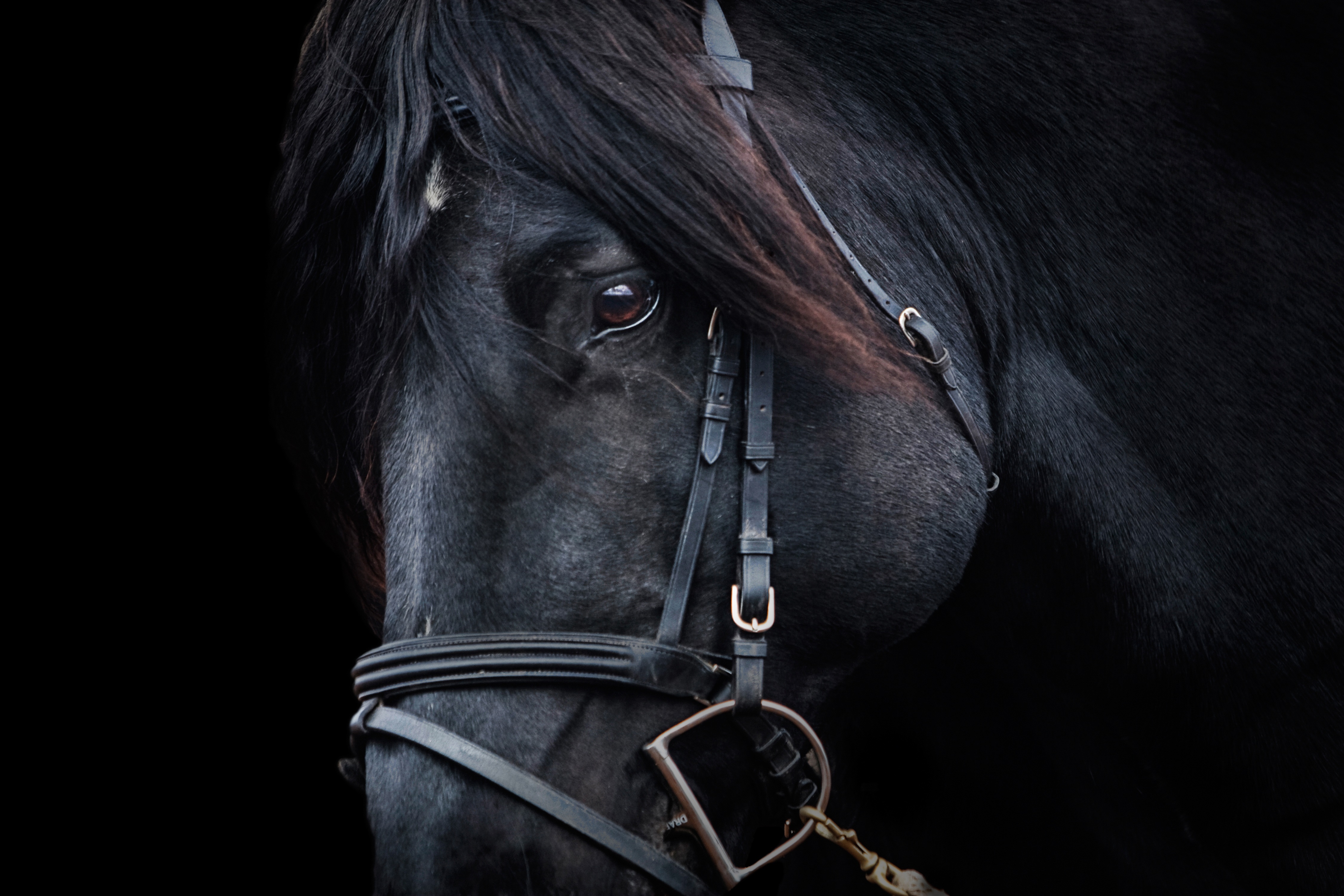 photography, animal themes, animal Head, working animal, animal, one animal, bridle, domestic animals, herbivorous, animal body part, hairstyle, mane, animal eye, HD Wallpaper