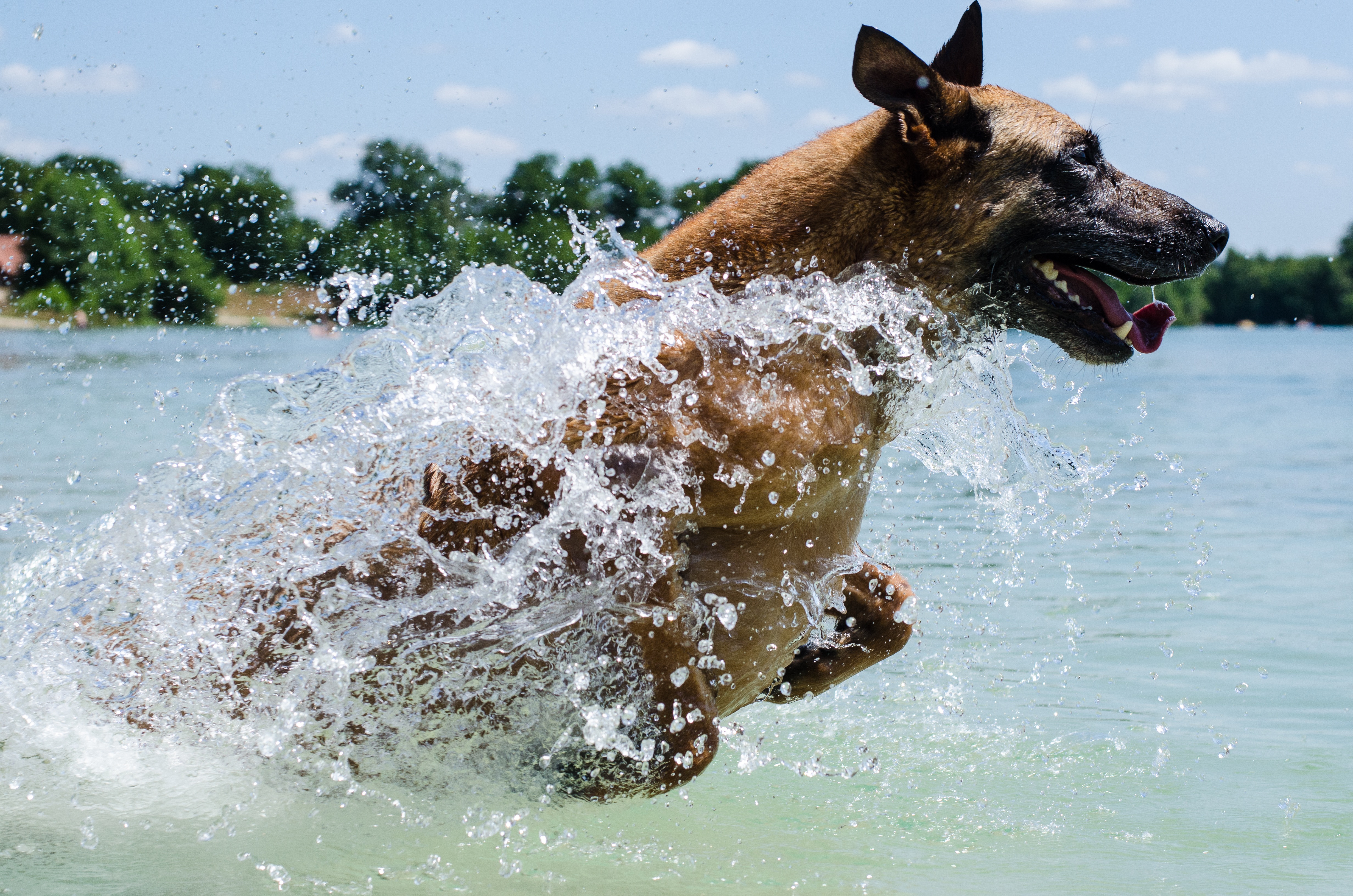 photo, body, close, day, beach, outdoors, drop of water, action, water, 4K, sea, nature, swim, malinois, animal mouth, fun, no people, summer, pet, motion, HD Wallpaper