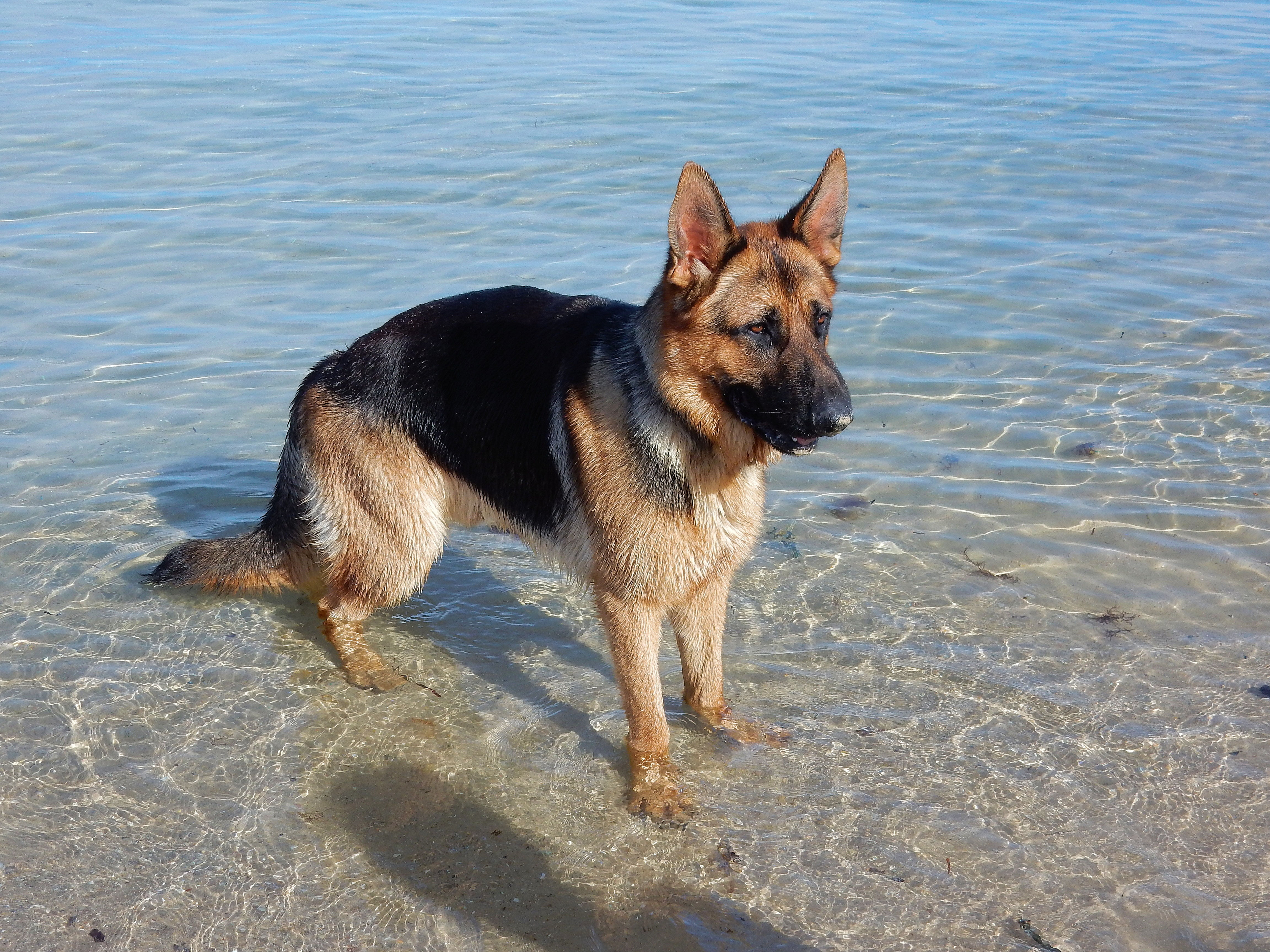 4K, coast, adult, vertebrate, animal themes, shepherd, one animal, ball, summer, purebred, tan, domestic animals, happiness, puppy, sunlight, purebred dog, HD Wallpaper