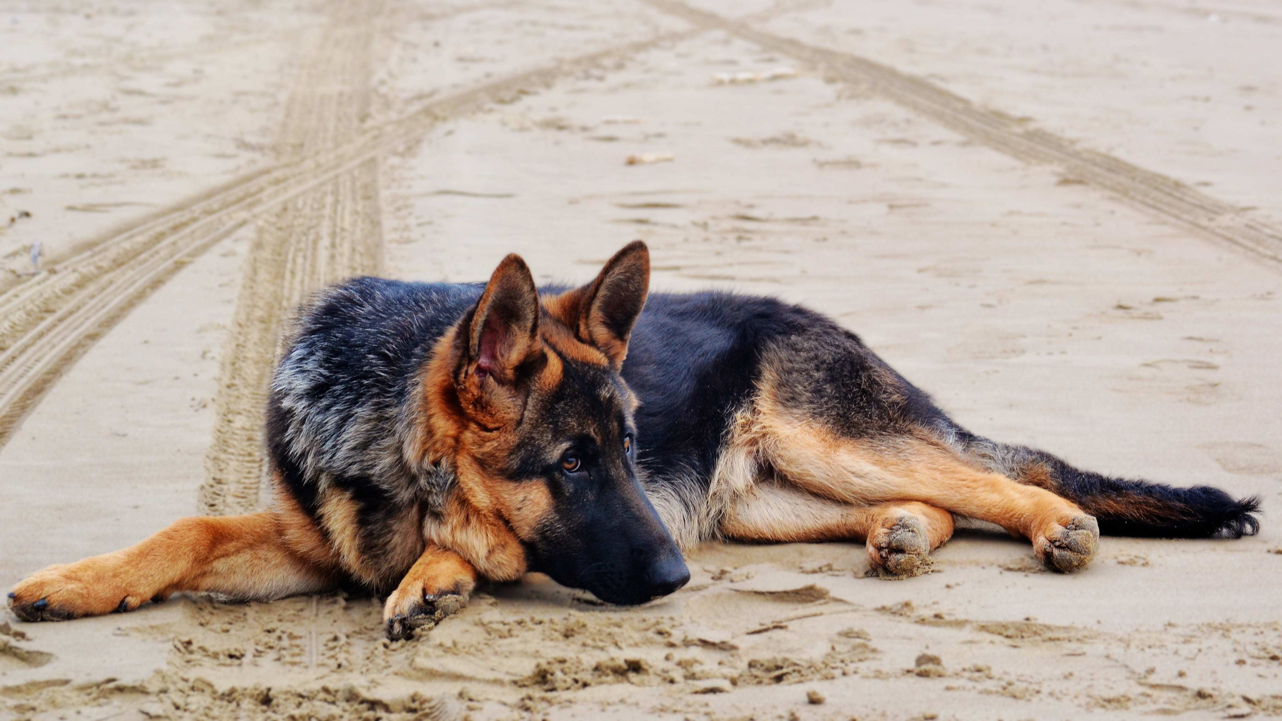 sand, day, animal, german shepherd, canine, black, 4K, relaxation, mammal, animal themes, photo, focus on foreground, puppy, portrait, domestic animals, HD Wallpaper
