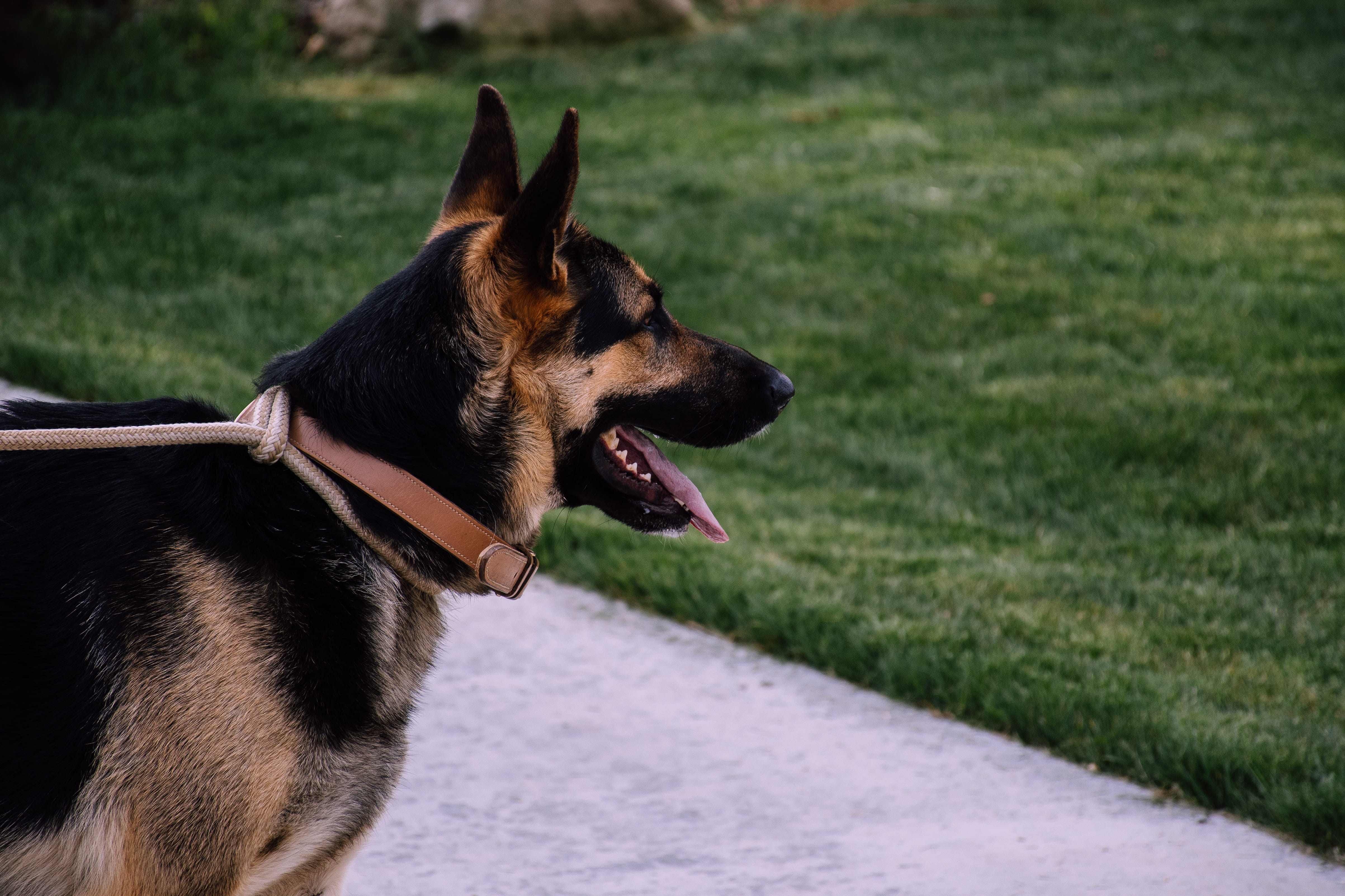 looking, animal head, one animal, purebred dog, no people, panting, animal body part, facial expression, animal mouth, german shepherd, grass, looking away, HD Wallpaper
