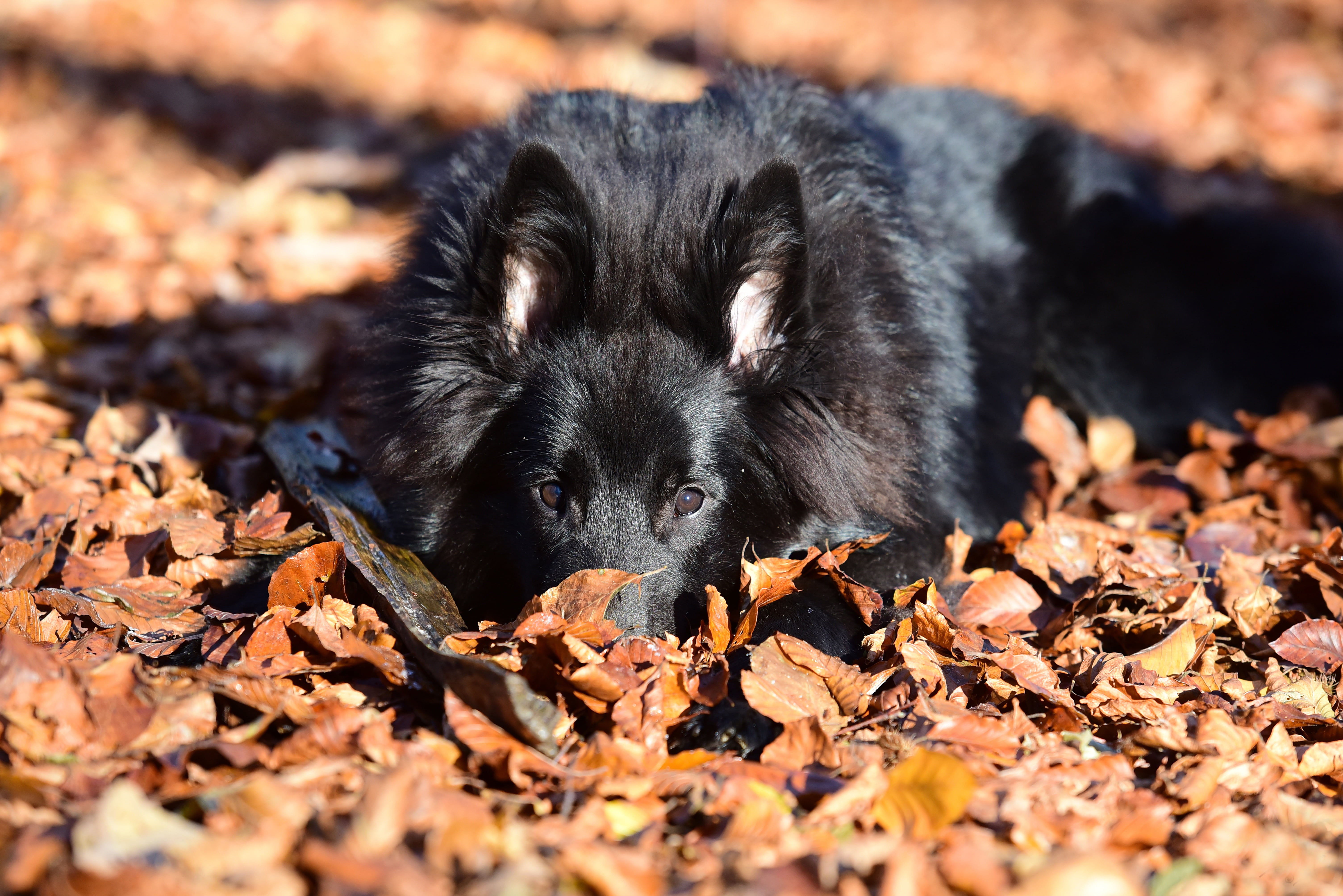 nature, no people, shepherd, plant part, animal themes, leaf, autumn, black color, animals, vertebrate, leaves, young animal, animals in the wild, black, HD Wallpaper