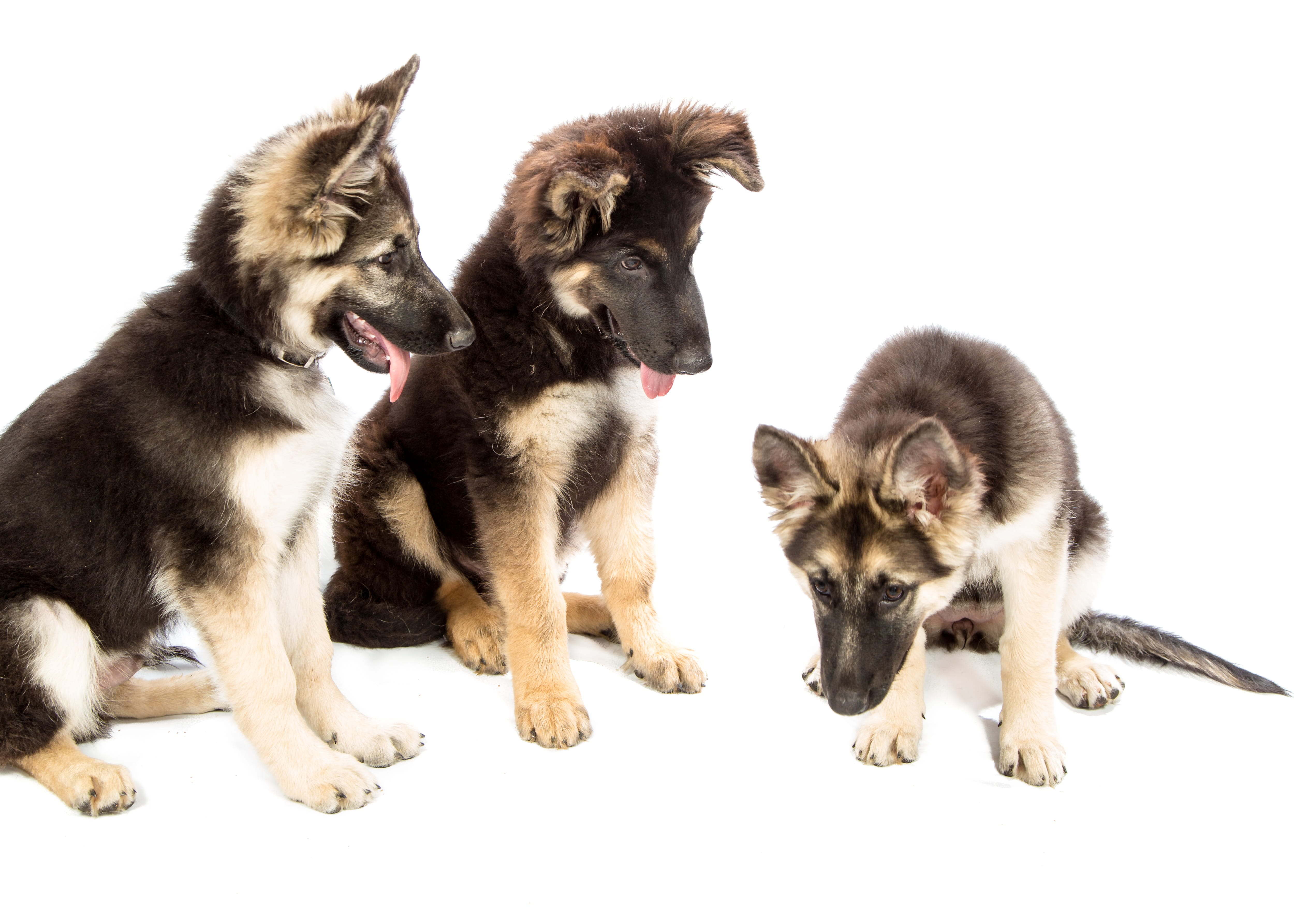 studio shot, three, medium group of animals, shepherd, indoors, brown, pets, black German, german, animal family, cat, animal, domestic animals, vertebrate, HD Wallpaper