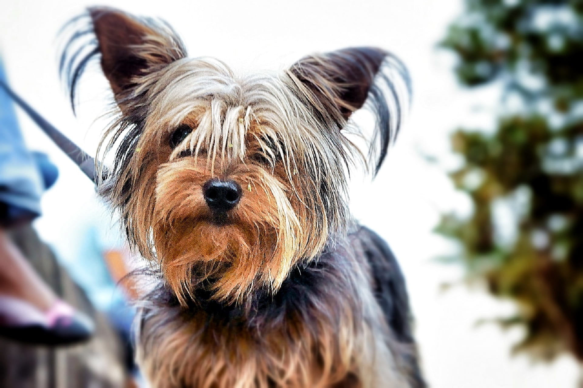 portrait, Yorkshire Terrier, mammal, small, looking at camera, brown, domestic, terrier, tan, domestic animals, furry, hair, lap dog, cute, 1080P, pets, HD Wallpaper