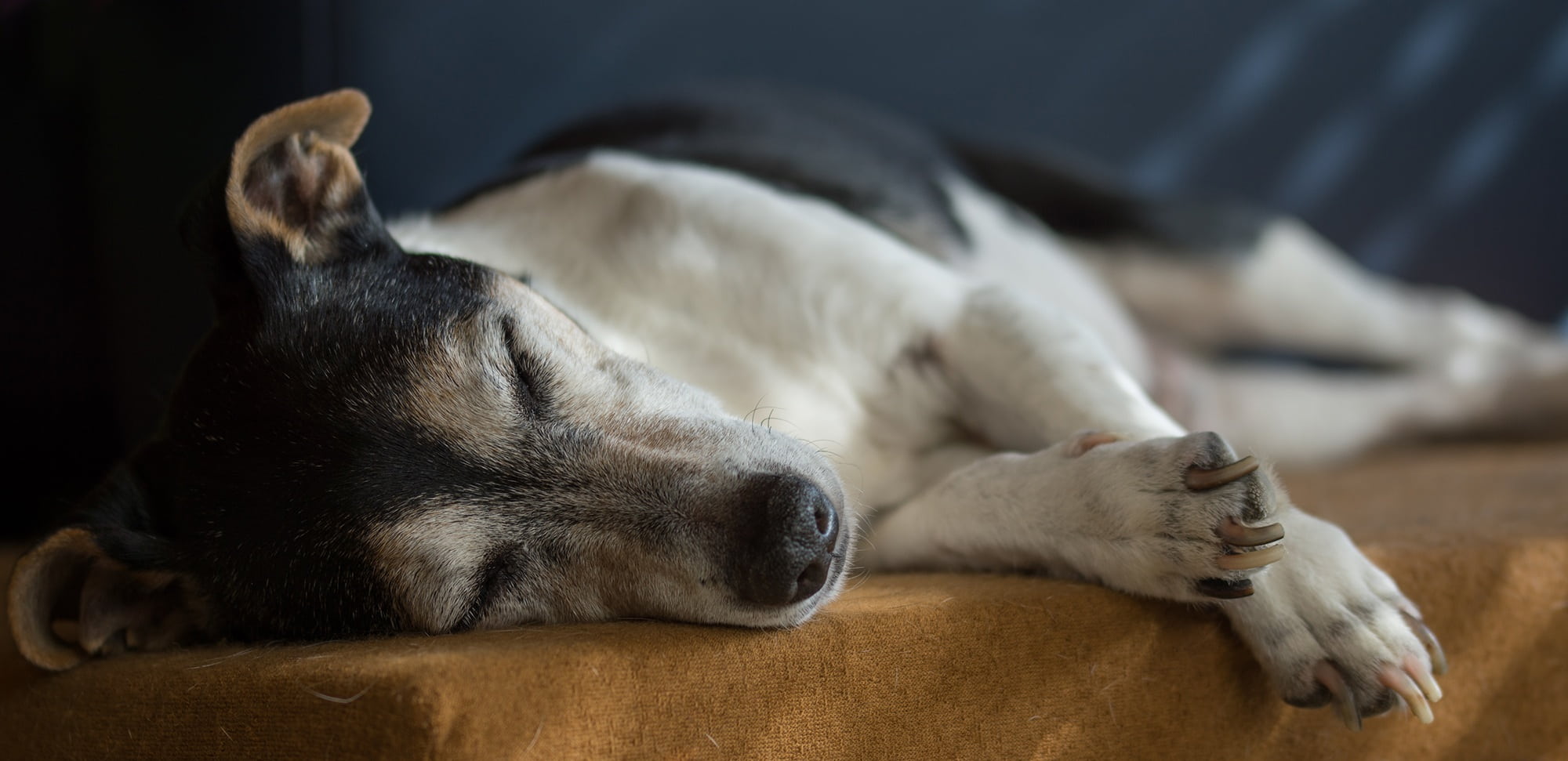 relaxation, purebred dog, canine, blind, sweet, dementia, dear, furniture, domestic, race, lying down, black, foster, indoors, sleeping, close-up, animal, HD Wallpaper