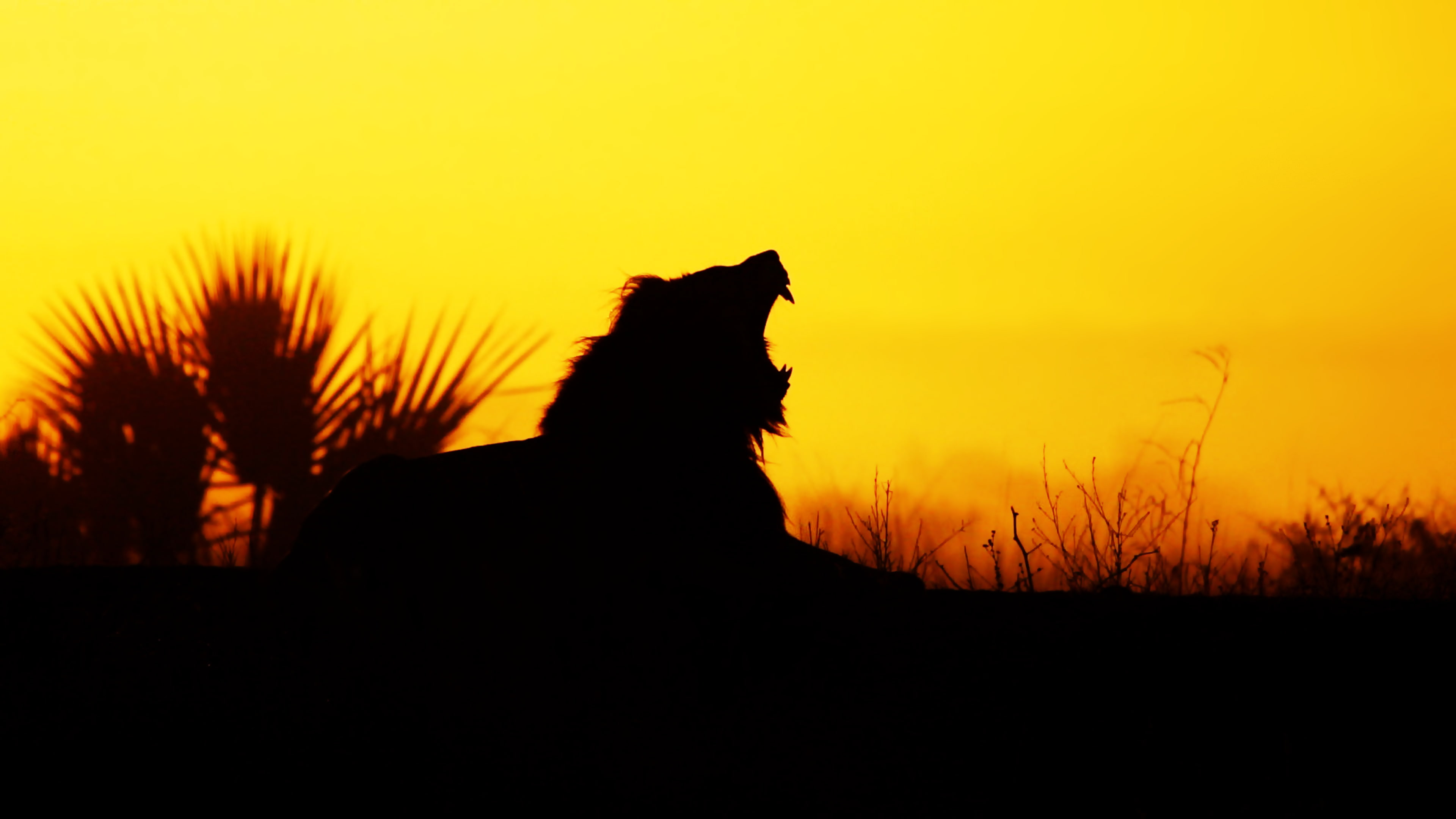 animals in the wild, nature, silhouette, mammals, sky, one animal, no people, animal themes, domestic animals, domestic, vertebrate, orange color, side view, HD Wallpaper