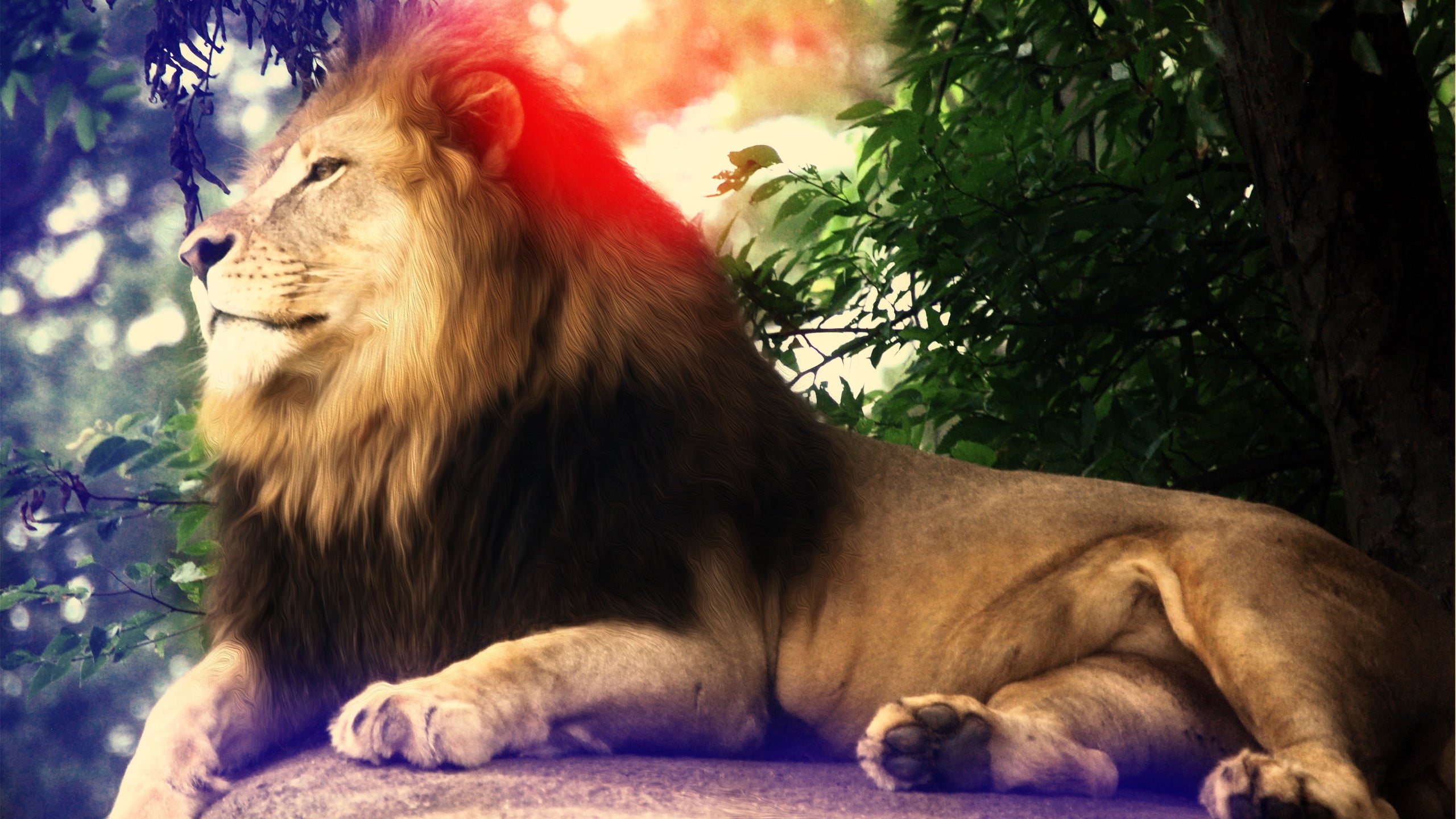 animal, animal themes, brown, vertebrate, animal wildlife, lying down, domestic animals, animals in the wild, outdoors, lion - feline, cat, feline, one animal, HD Wallpaper
