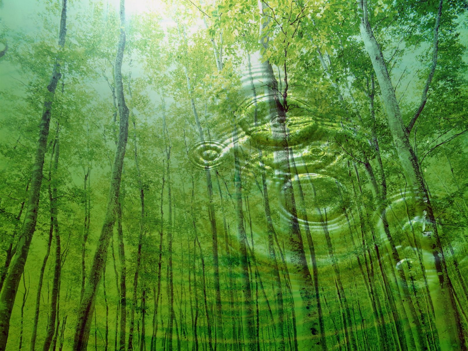 720P, water drips, drips, water, green, trees, forests, nature, HD Wallpaper