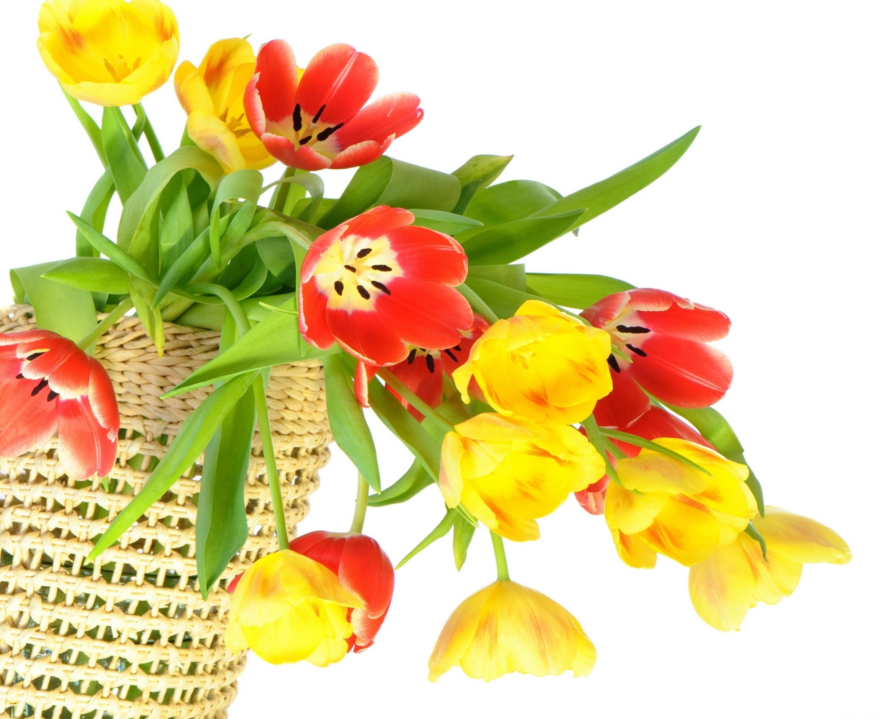 springtime, decoration, stem, flowers, loose, tulips, brown, botany, wicker, inflorescence, nature, yellow, gift, isolated, red, flower, plant, white Background, HD Wallpaper