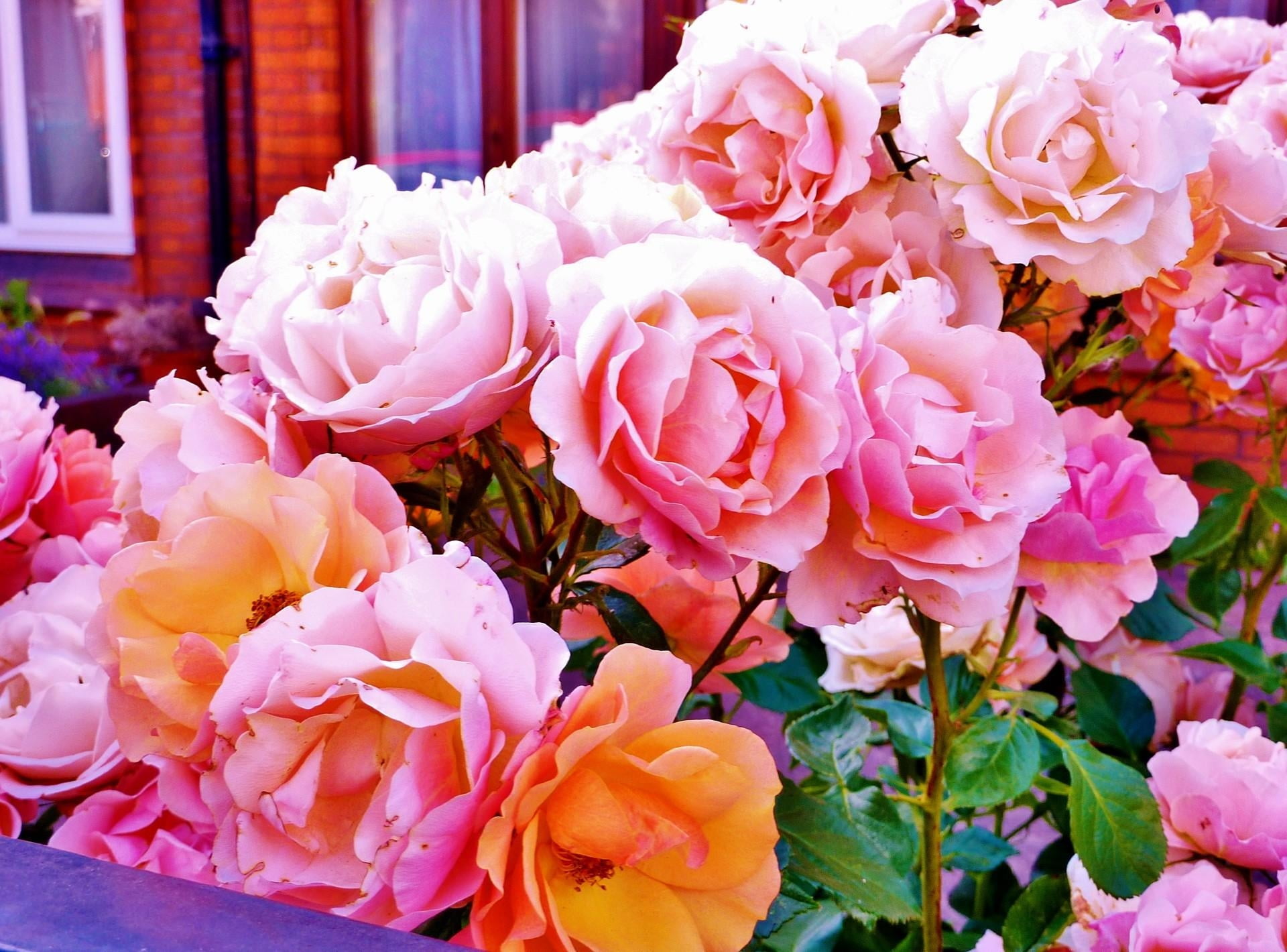growth, decoration, summer, freshness, rose - flower, celebration, springtime, flower arrangement, leaf, flowers, garden, yellow, bunch of flowers, petals, HD Wallpaper