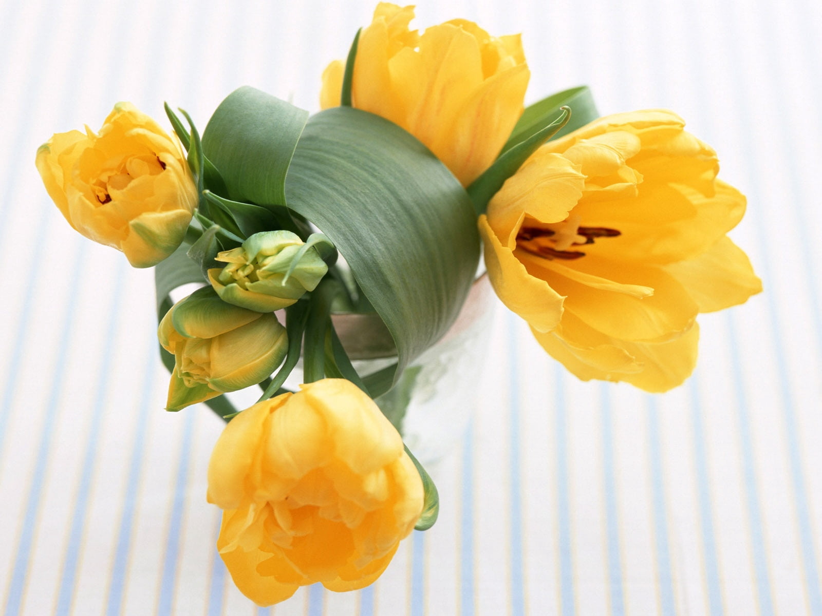 plant, backgrounds, flowering plant, freshness, bunch, vegetable, indoors, romance, 720P, petal, cut Flowers, colors, celebration, no People, isolated, HD Wallpaper