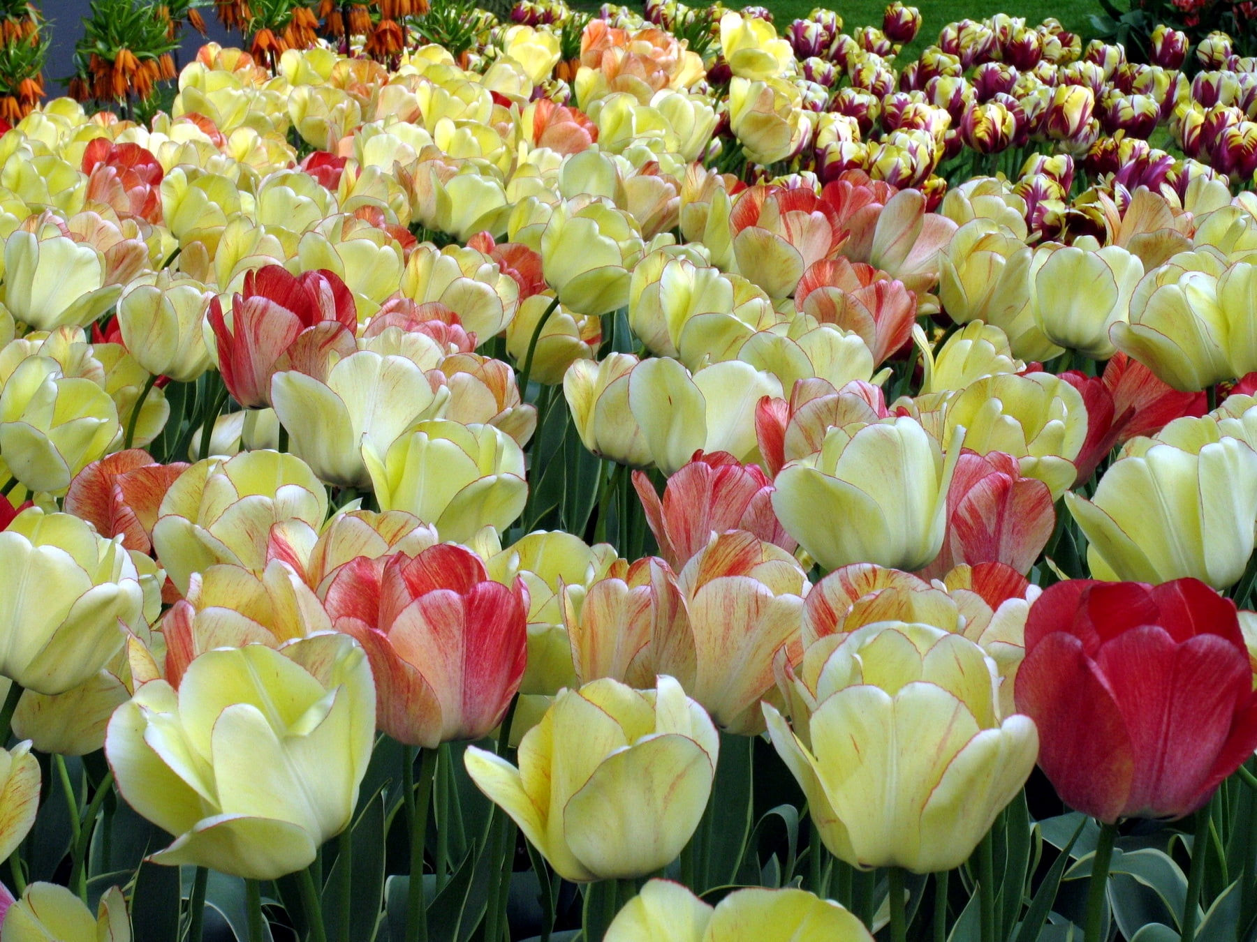 yellow, abundance, field, large Group of Objects, bunch of flowers, flower arrangement, flower Head, vibrant Color, red, outdoors, full frame, flowering plant, HD Wallpaper