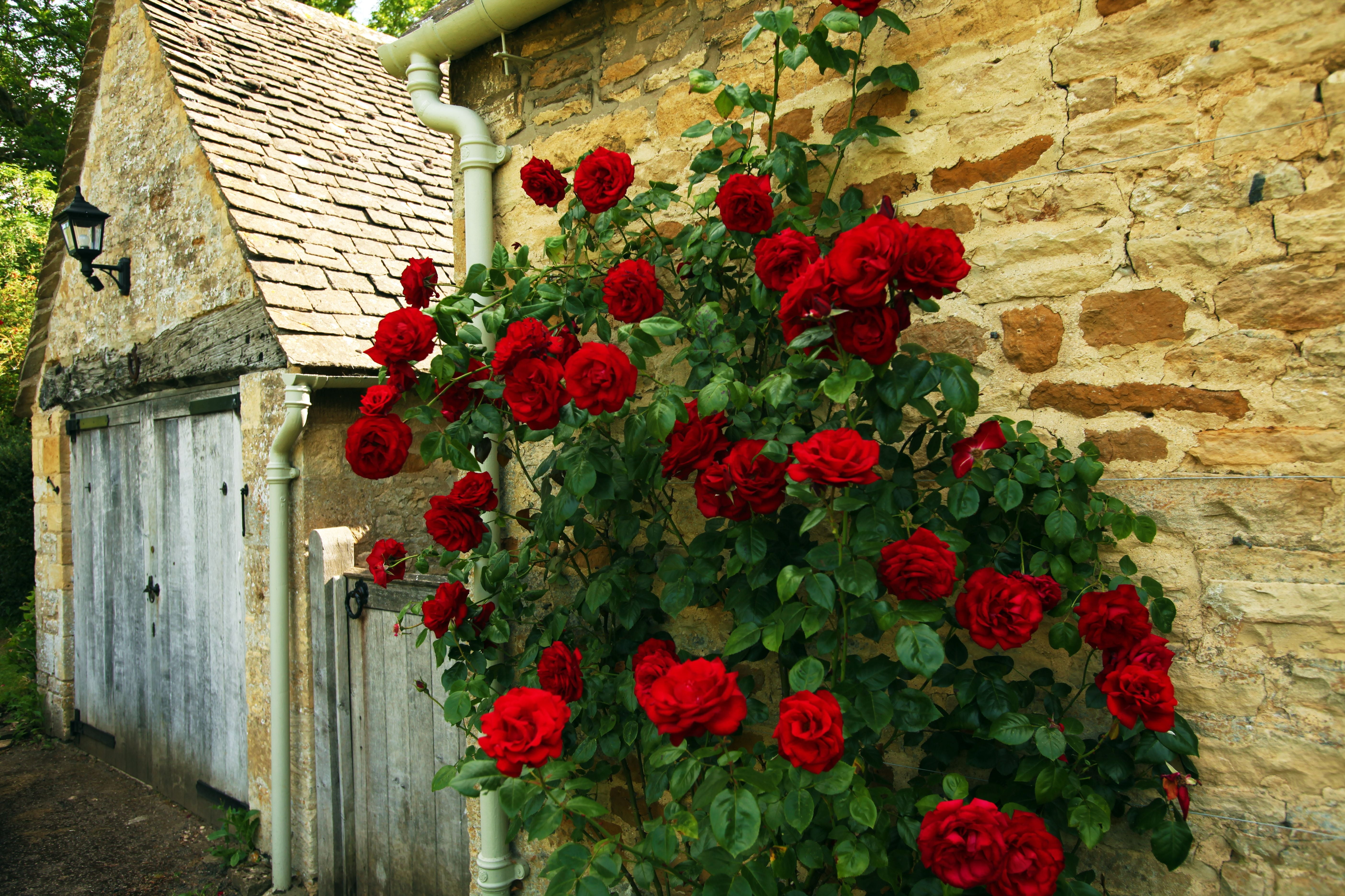flower, outdoors, flowers, built structure, 5K, rustic, leaf, no People, fragility, stone wall, old-fashioned, house, freshness, history, facade, europe, HD Wallpaper