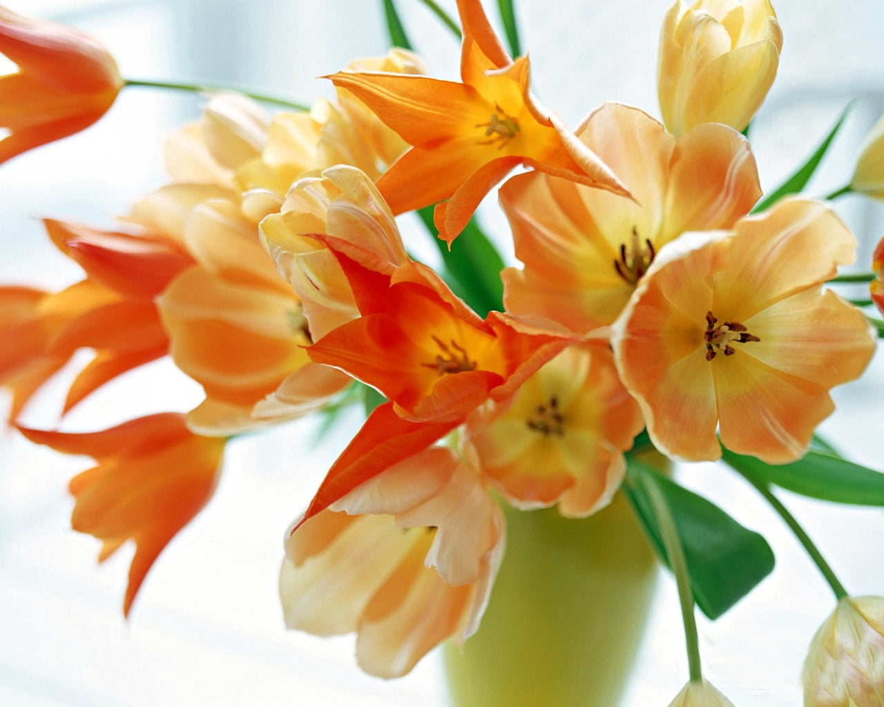 nature, decoration, bouquet, orchid, multi Colored, petal, tulips, blossom, flower, springtime, loose, growth, flower Head, vulnerability, focus on foreground, HD Wallpaper
