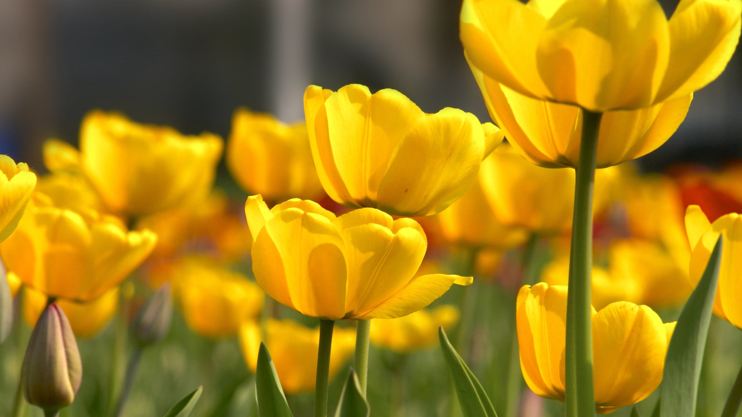outdoors, 2K, color Image, no People, petal, plant, inflorescence, blossom, flowering plant, backgrounds, beauty In Nature, summer, tulips, tulip, freshness, HD Wallpaper