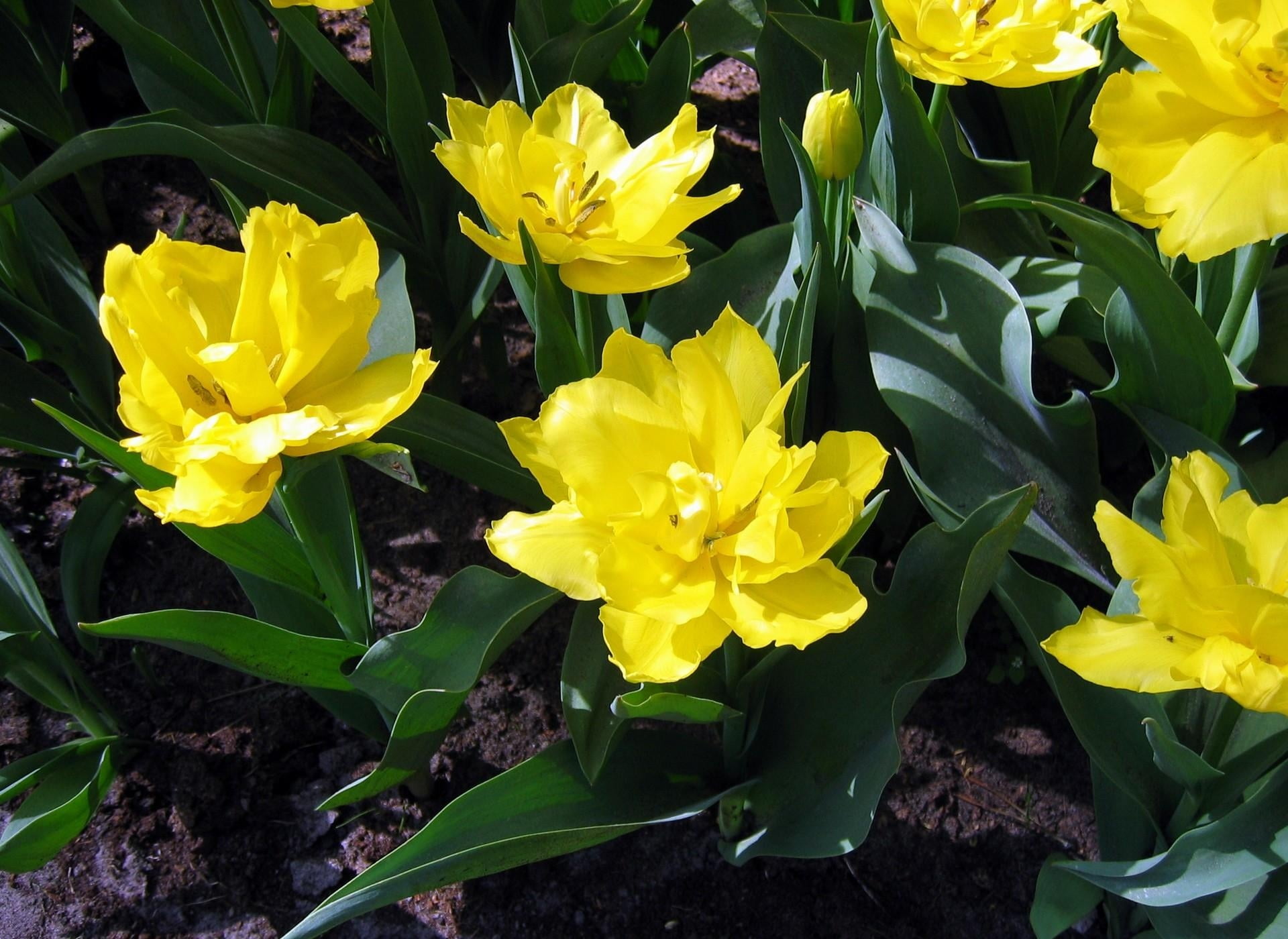 flowers, 1080P, tulips, day, summer, leaves, petal, bouquet, earth, plant, growth, vulnerability, high angle view, flower arrangement, nature, no People, HD Wallpaper