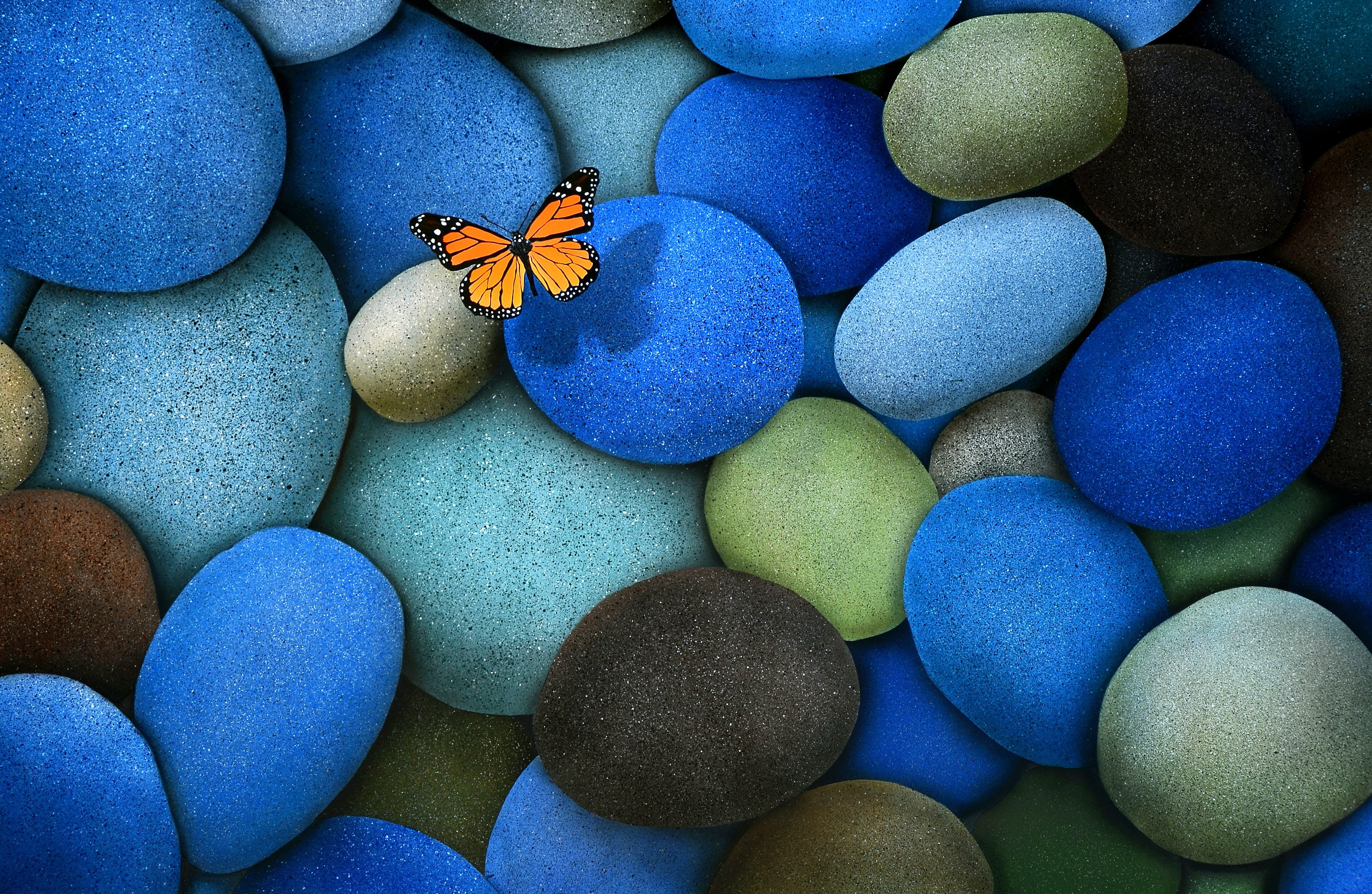 butterfly, monarch butterfly, vivid colors, 4K, composition, shadow, brown, bold colors, stones, blue, HD Wallpaper