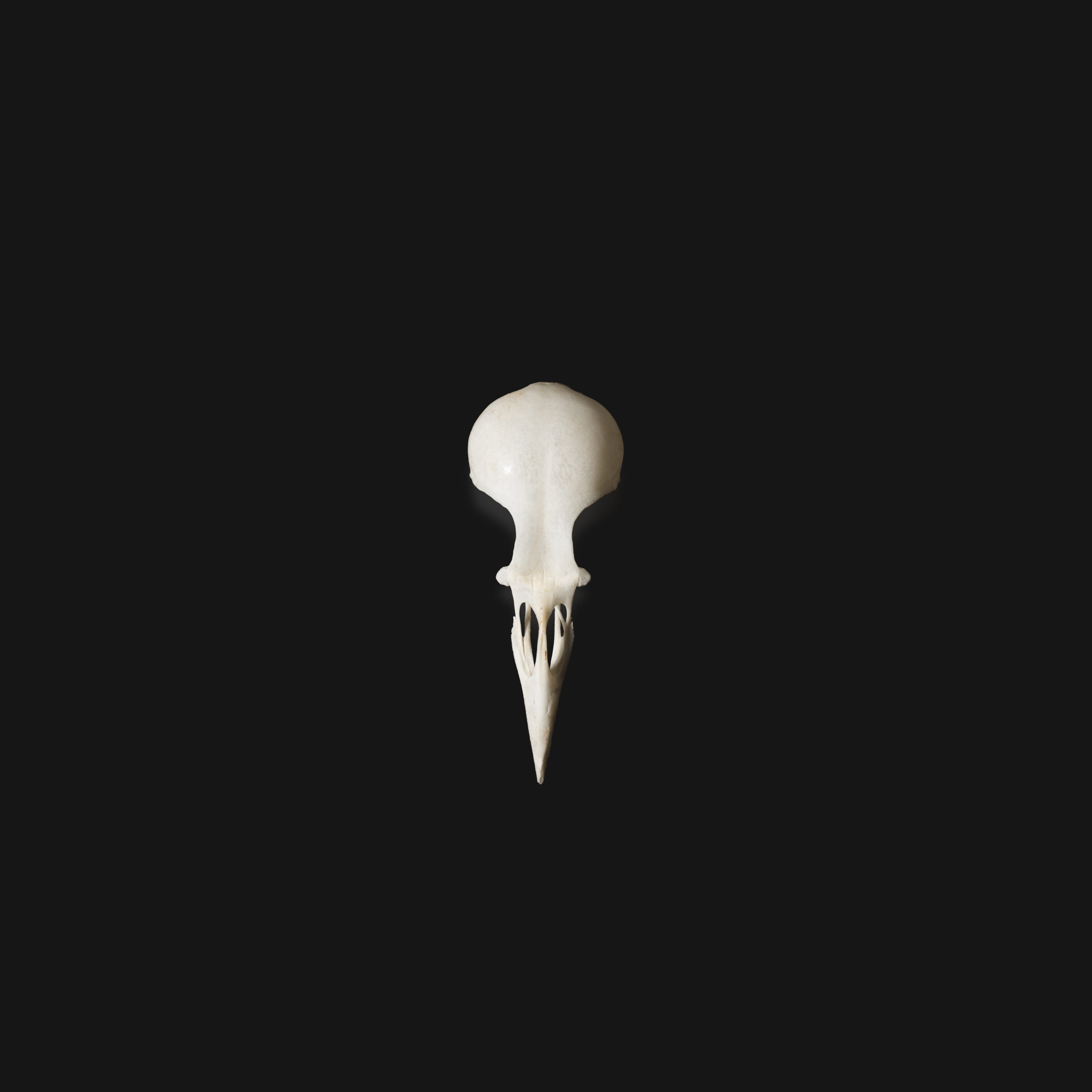 close-up, studio shot, no people, copy space, contrast, simple, skull, indoors, still life, dead, black background, anatomy, black, animal body part, bird, Phone HD Wallpaper