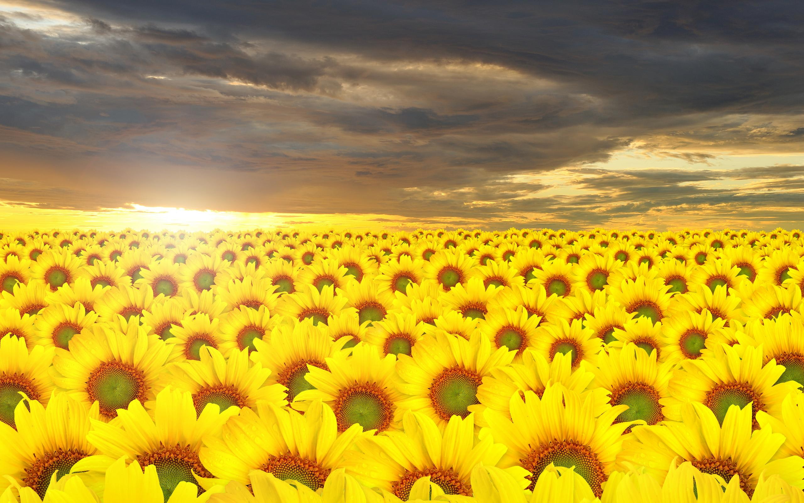 bold, sunflowers, 3d and abstract, pretty, yellow, 2K, bright, sunflower, lot, HD Wallpaper
