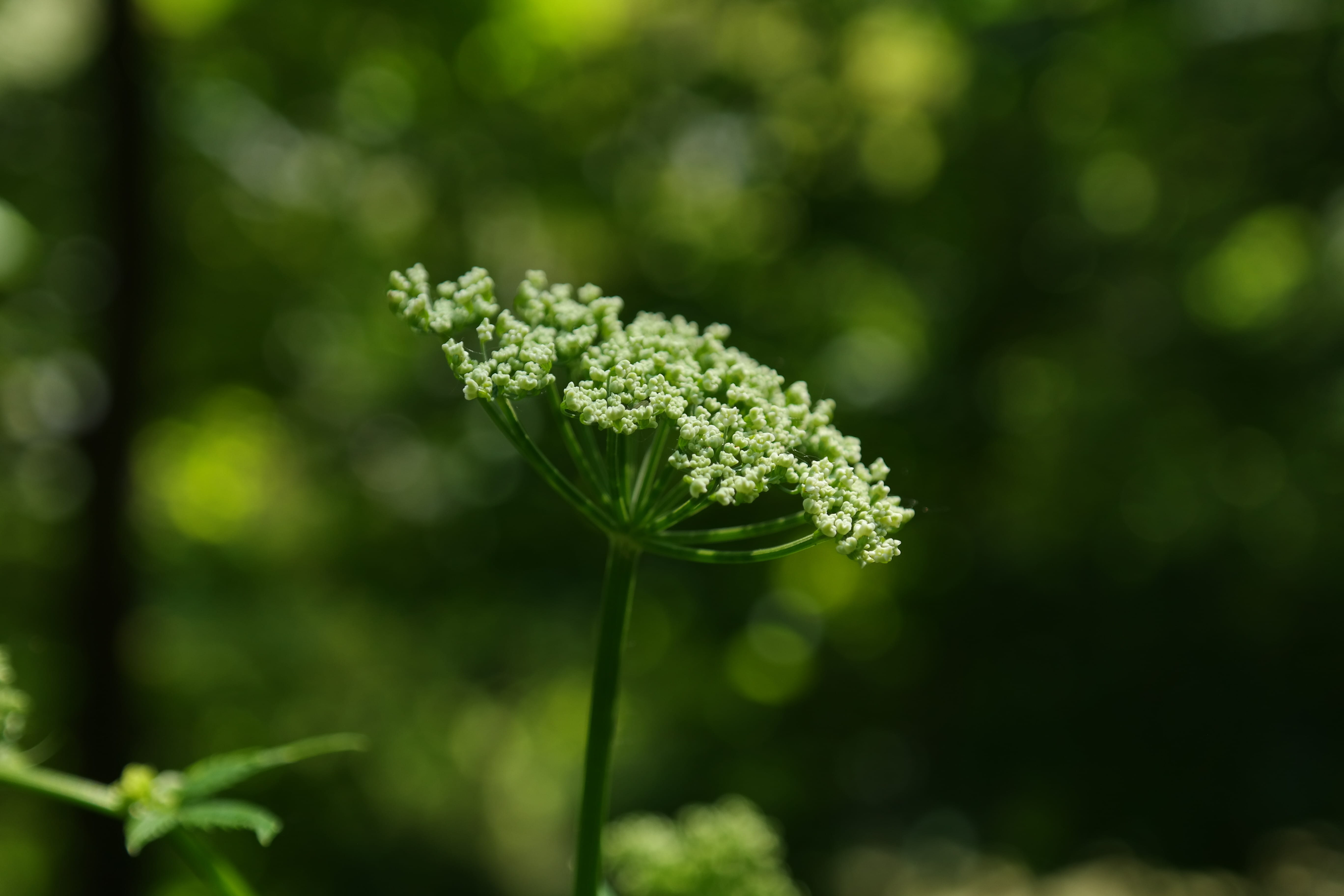 giersch, giesseln, geisfuessel, ackerholler, geis foot, blossom, flowering plant, horny goat weed, ganguly, beauty in nature, herb, heerke, medicinal plant, HD Wallpaper