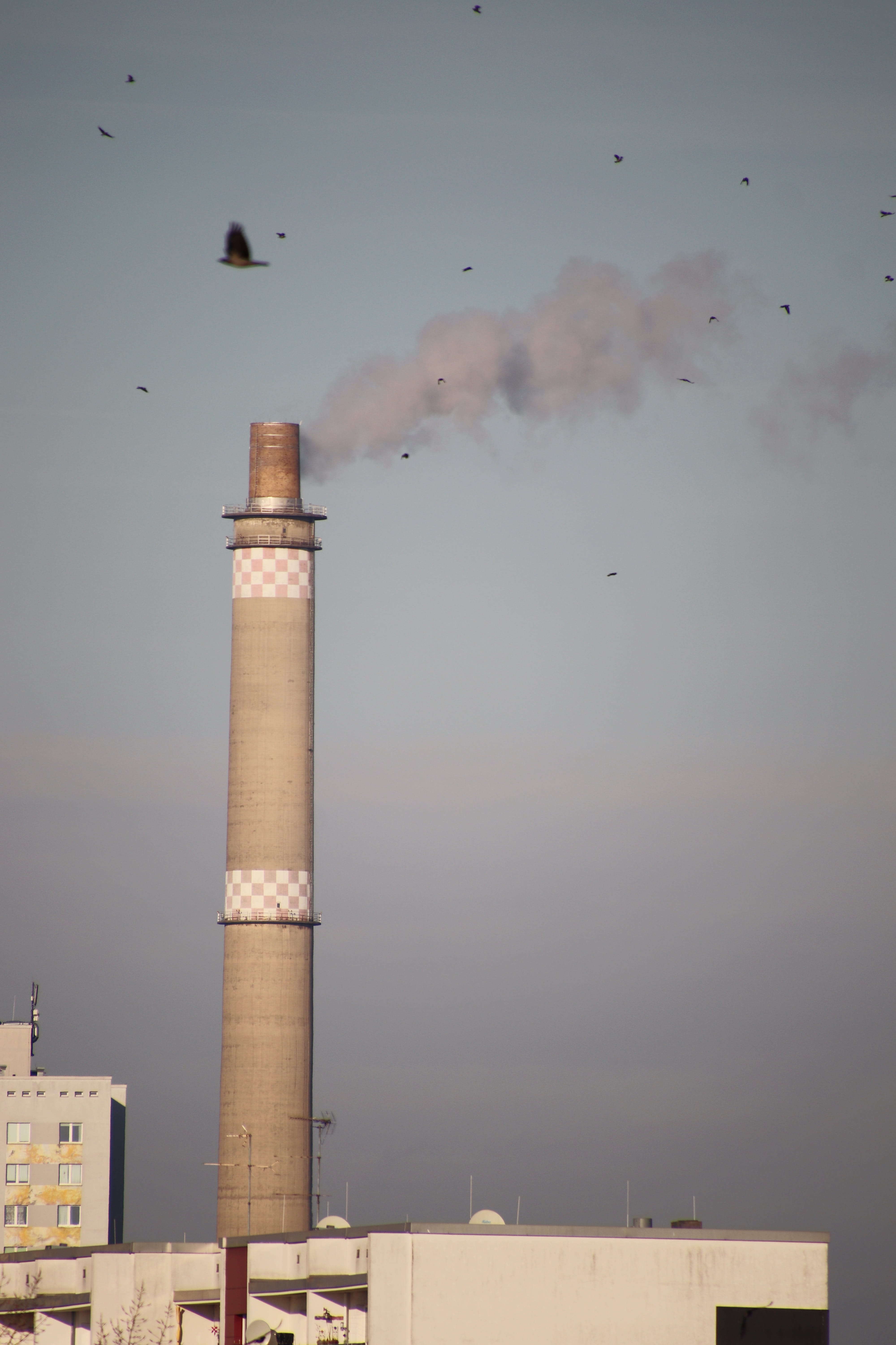 building, flock of birds, architecture, smoke, berlin, tower, chimney, animal themes, smoke stack, no people, cloud - sky, animal, factory, pollution, bird, Phone HD Wallpaper