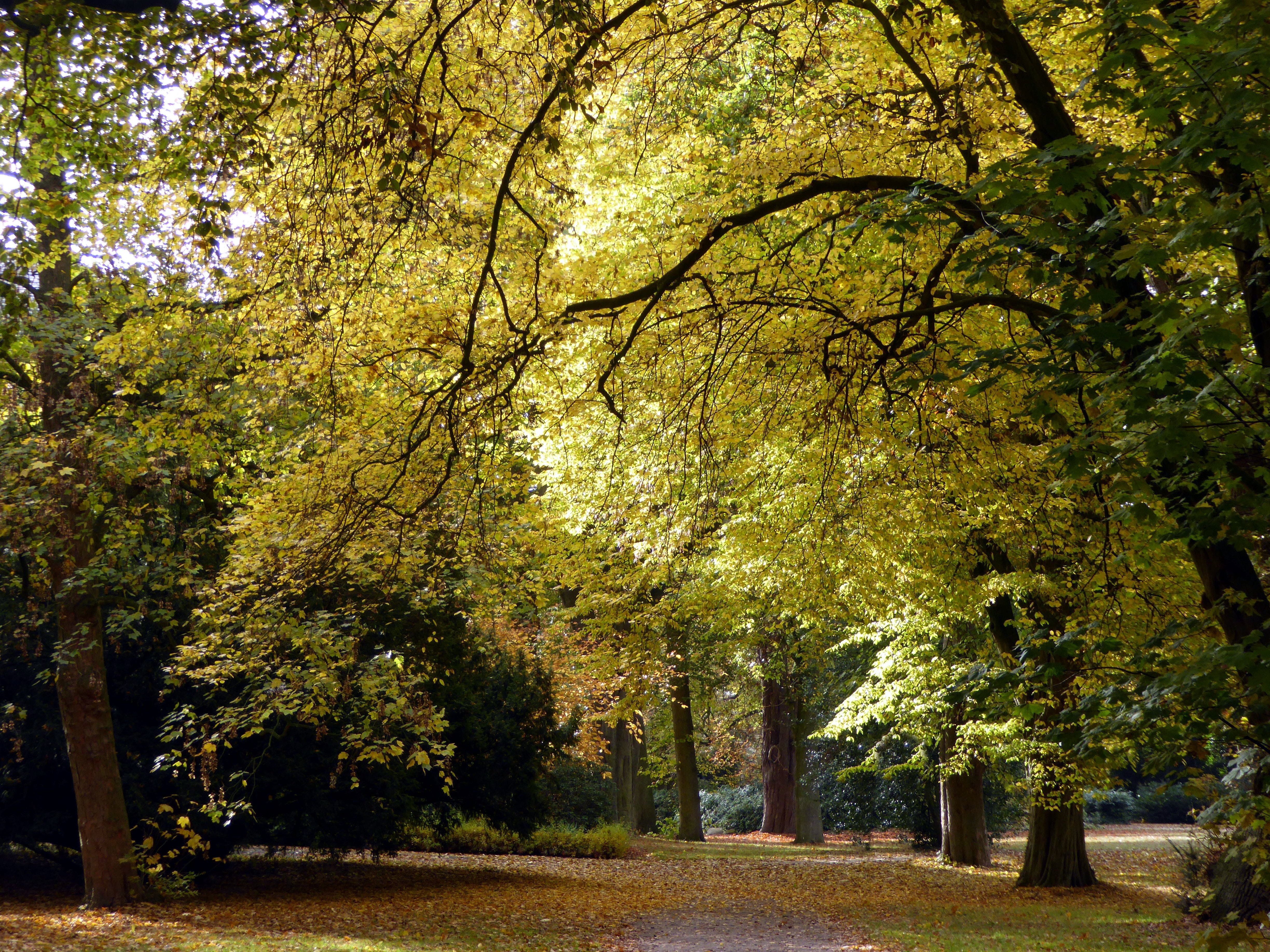 leaves, scenics, golden autumn, land, yellow, golden october, autumn collection, change, no People, branch, tree canopy, color Image, day, Leaves, farbenspiel, HD Wallpaper
