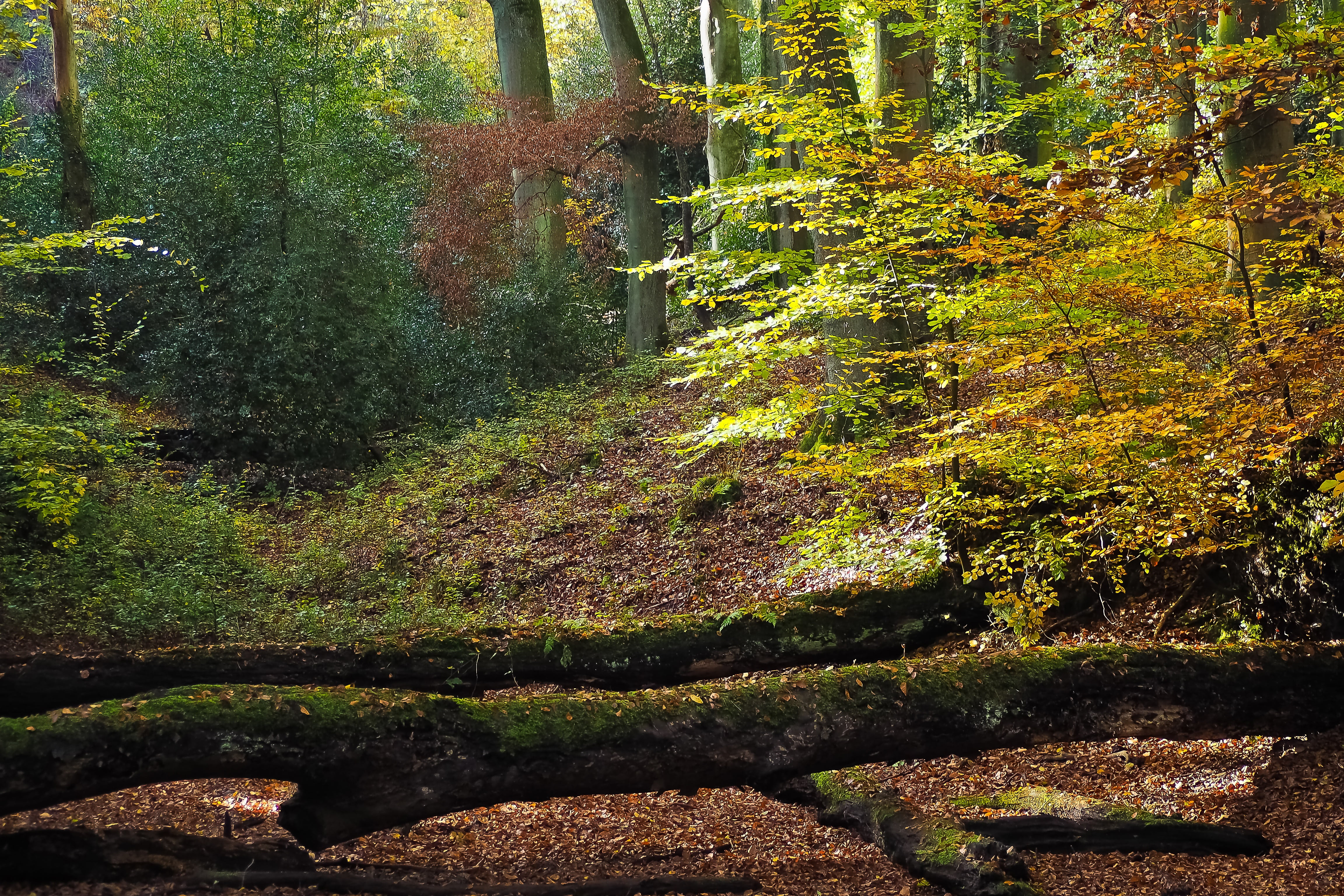 tranquility, green color, autumn forest, sky, beauty in nature, morsch, leafed, color, atmosphere, change, flora, autumn, nature, trees, autumn mood, fall color, HD Wallpaper