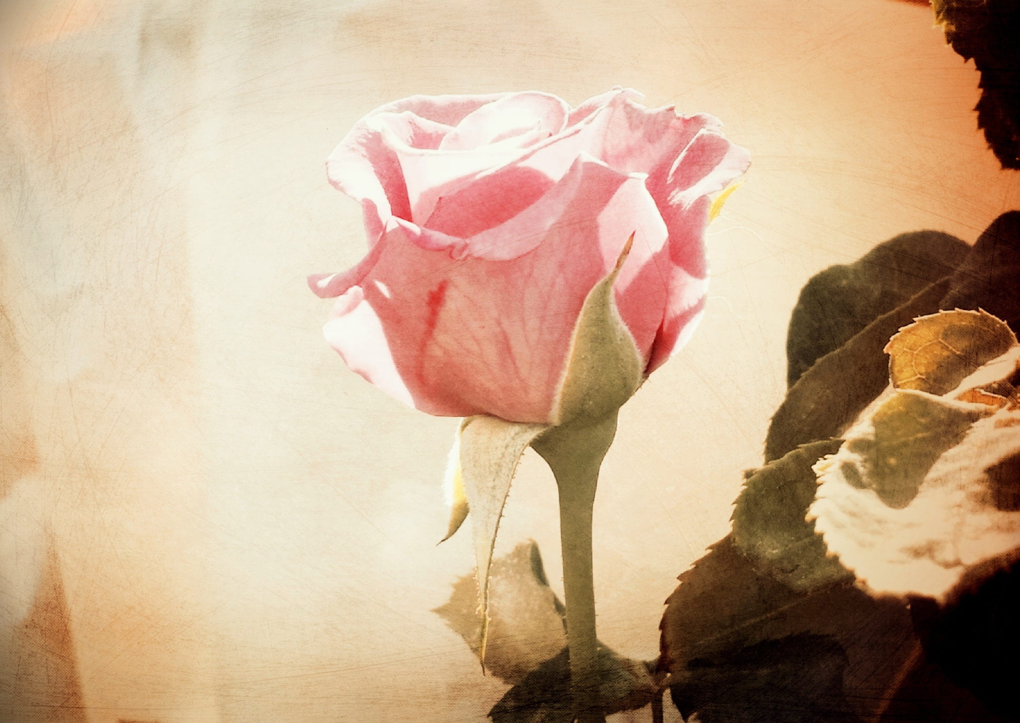 textured, poster, textured effect, valentine, gift, petal, texture, mom, invitation, decoration, fragility, day, february, backdrop, rose - flower, portrait, HD Wallpaper