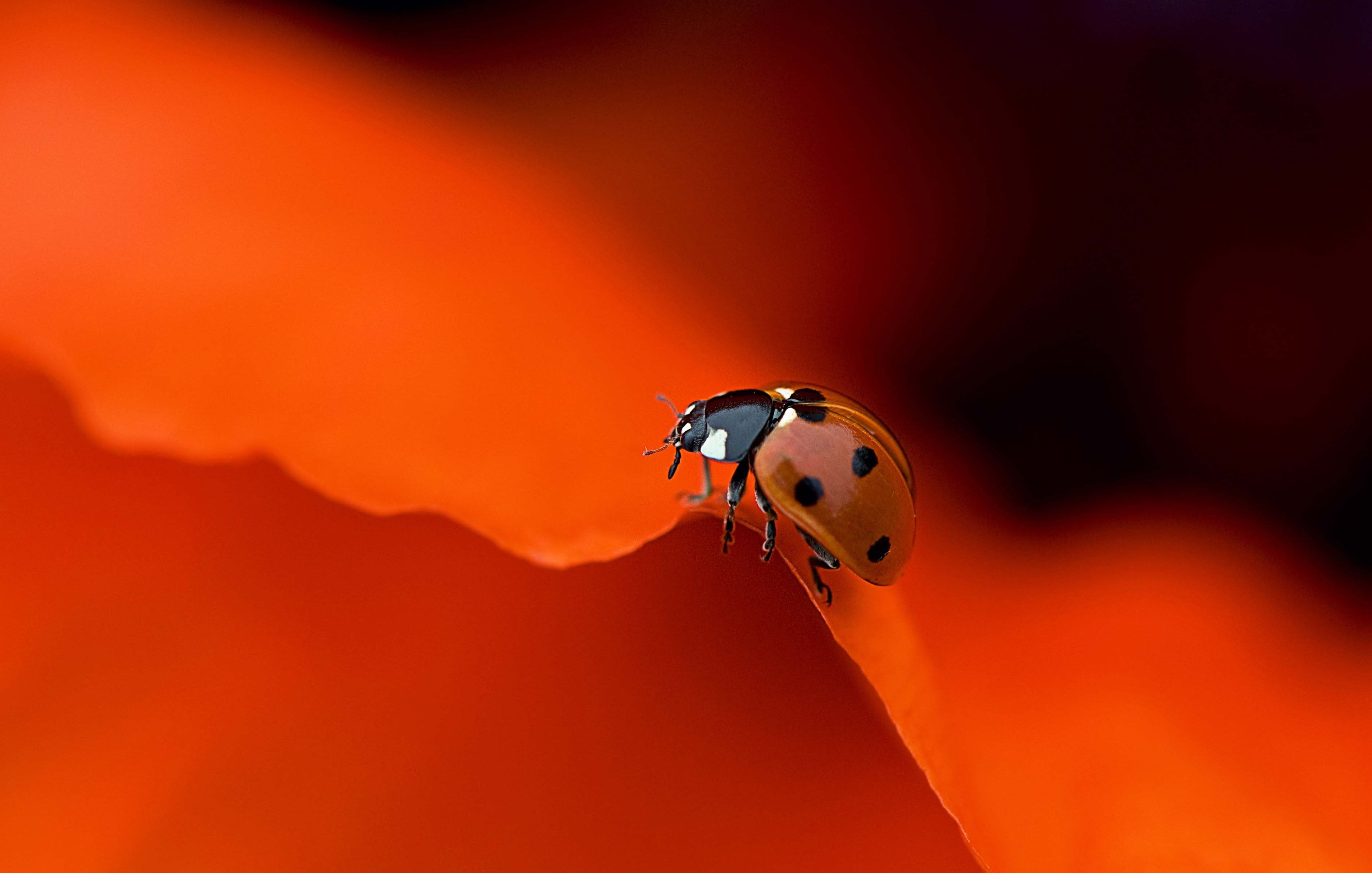 blue, close-up, beetle, gemstone, animal wildlife, silver, outdoors, orange color, simple, ring, focus on foreground, animals in the wild, 2K, small, insect, HD Wallpaper