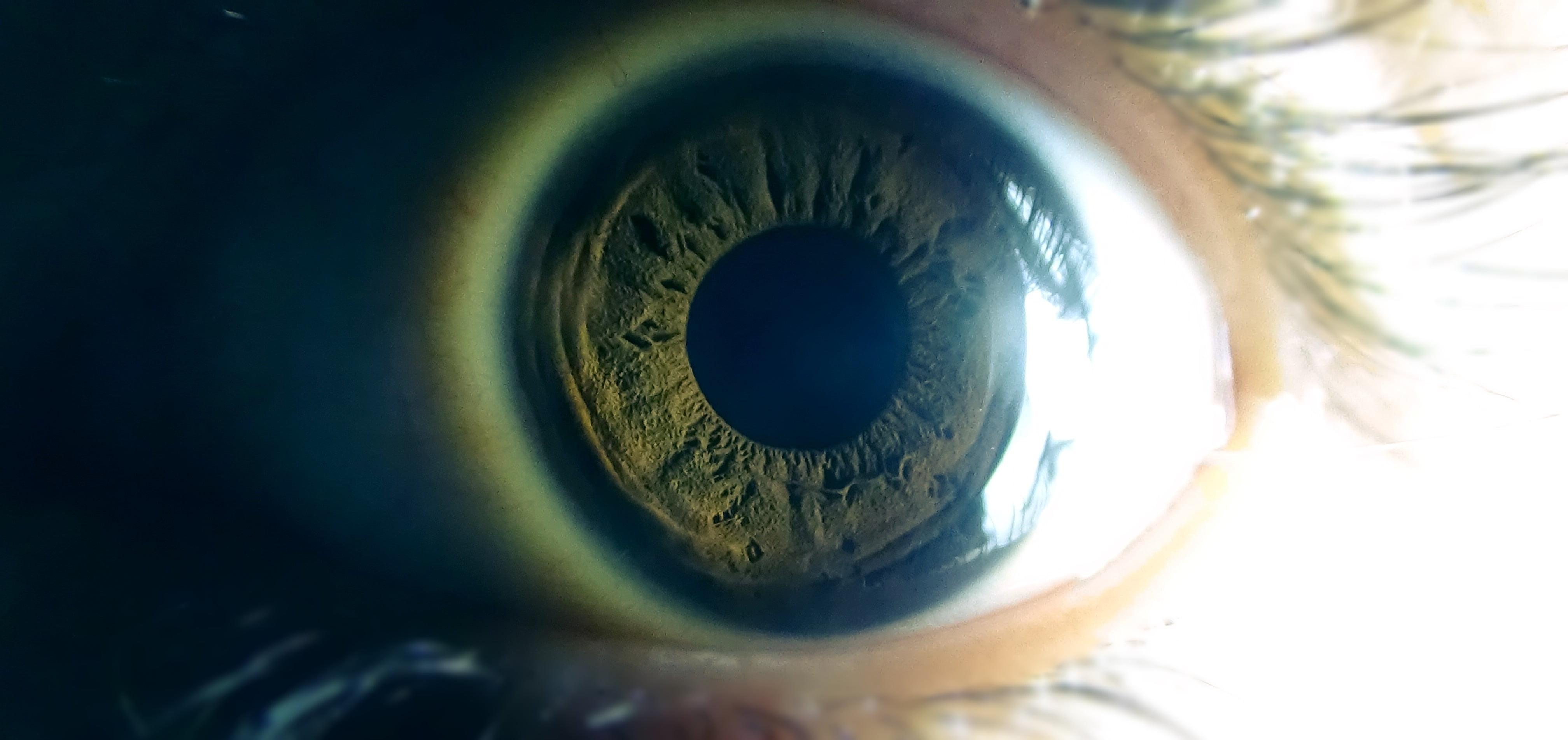 human body part, iris - eye, shape, person, human eye, extreme close-up, eye, people, close-up, s, eyelash, eyesight, eyes, crockery, body part, unrecognizable person, HD Wallpaper